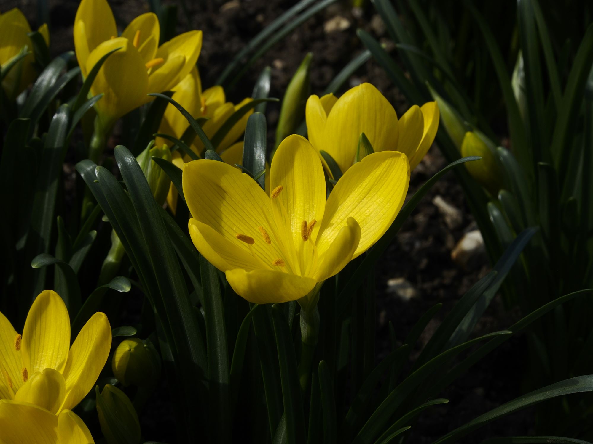 Image of Sternbergia lutea