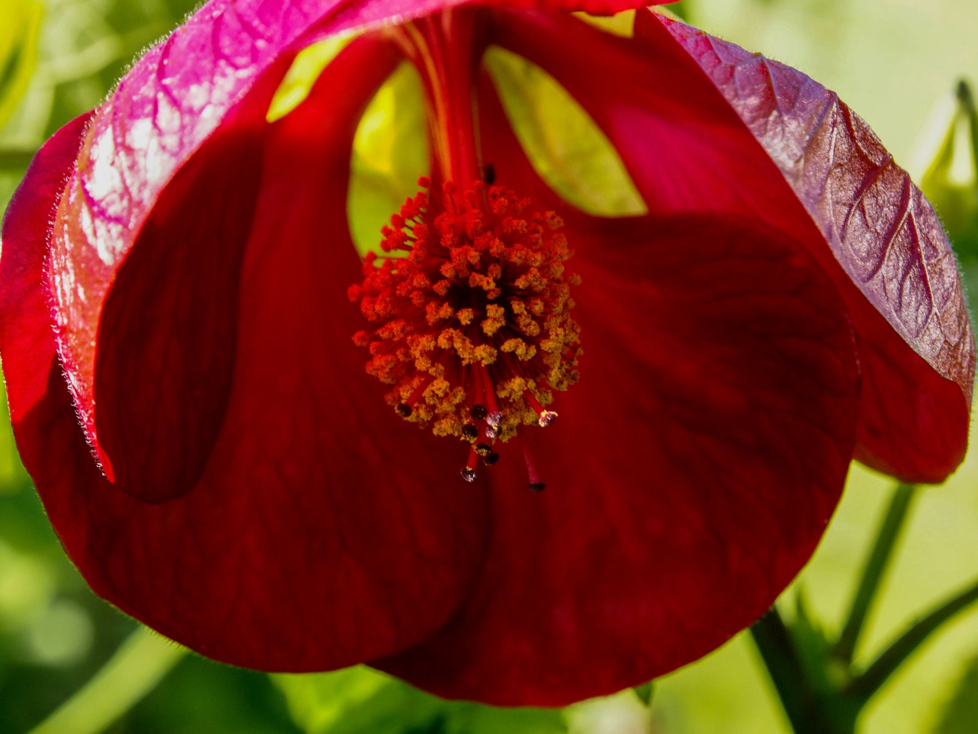 Image of Abutilon 'Nabob'