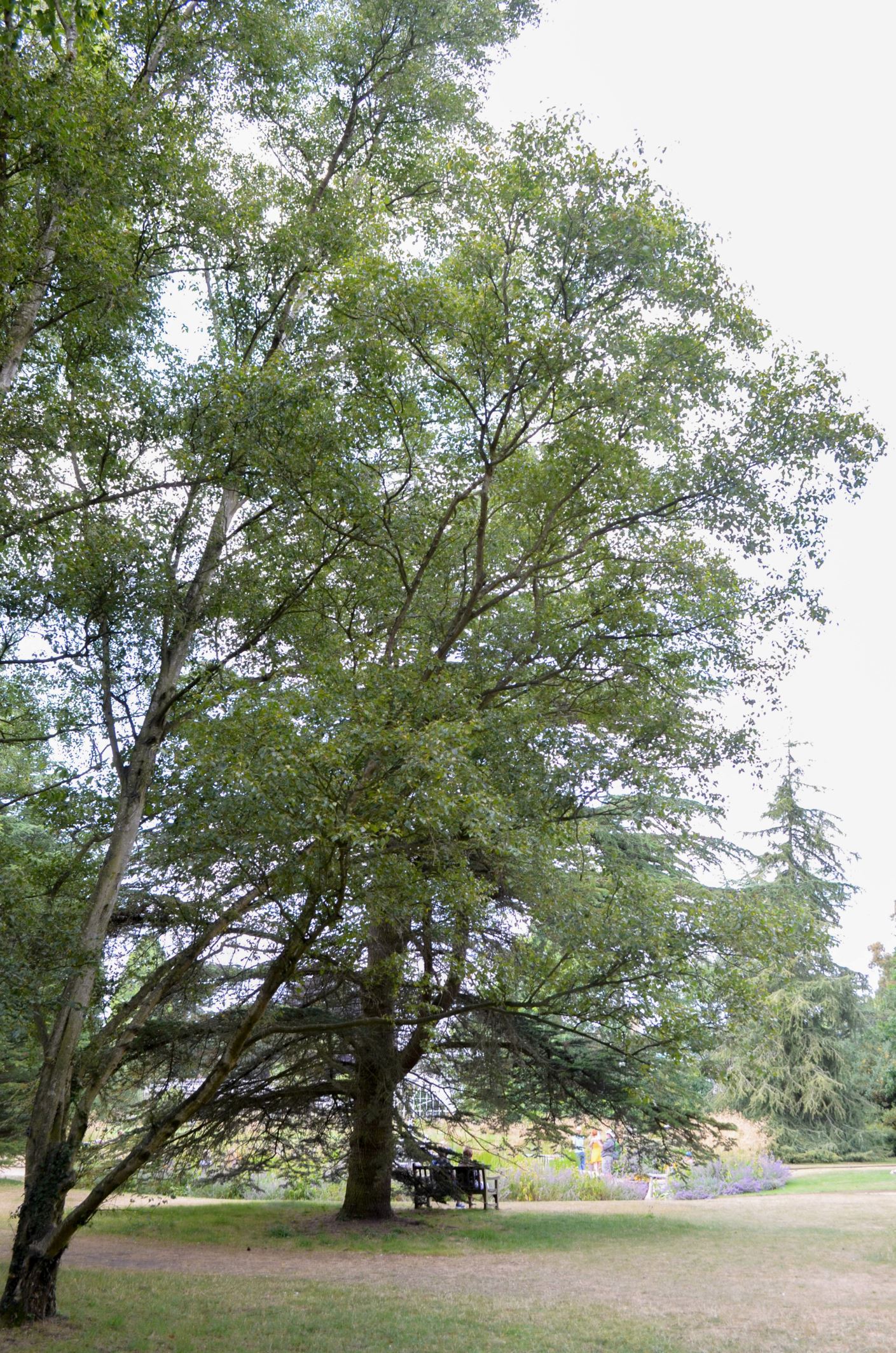 Image of Betula pubescens var. pubescens