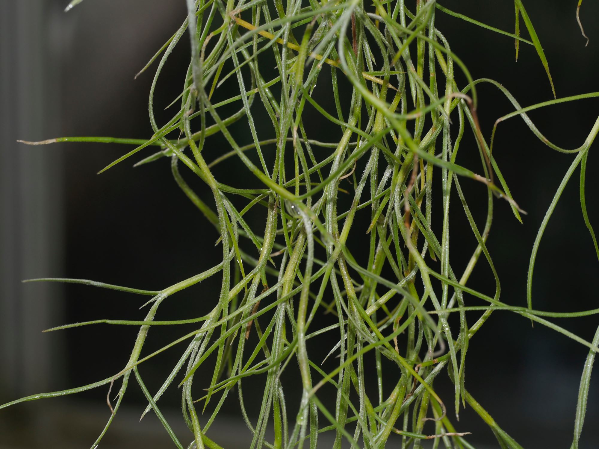 Image of Aerides lawrenceae