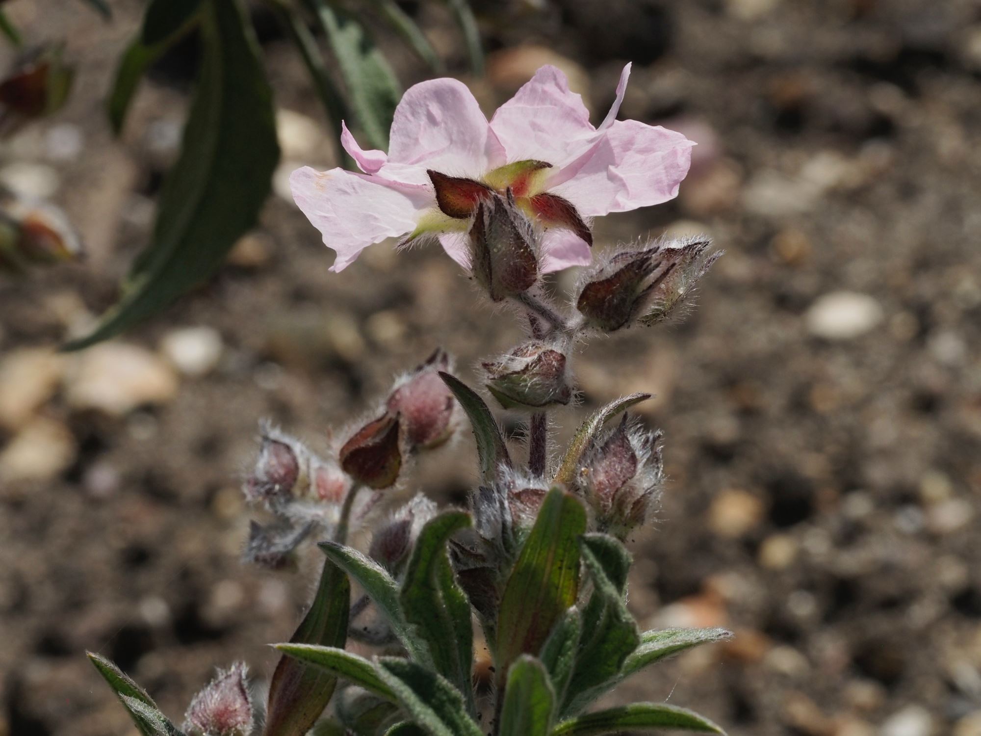 Image of Cistus Ã— skanbergii
