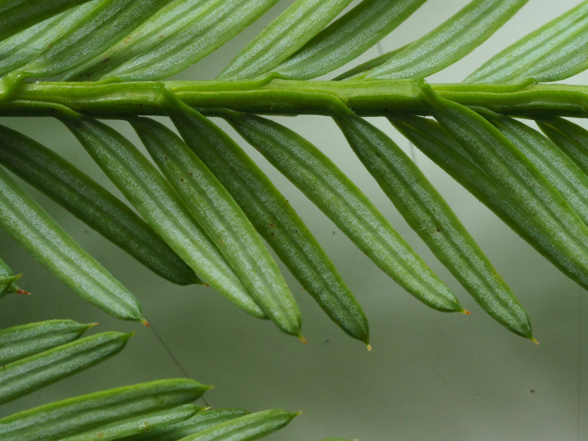 Image of Sequoia sempervirens