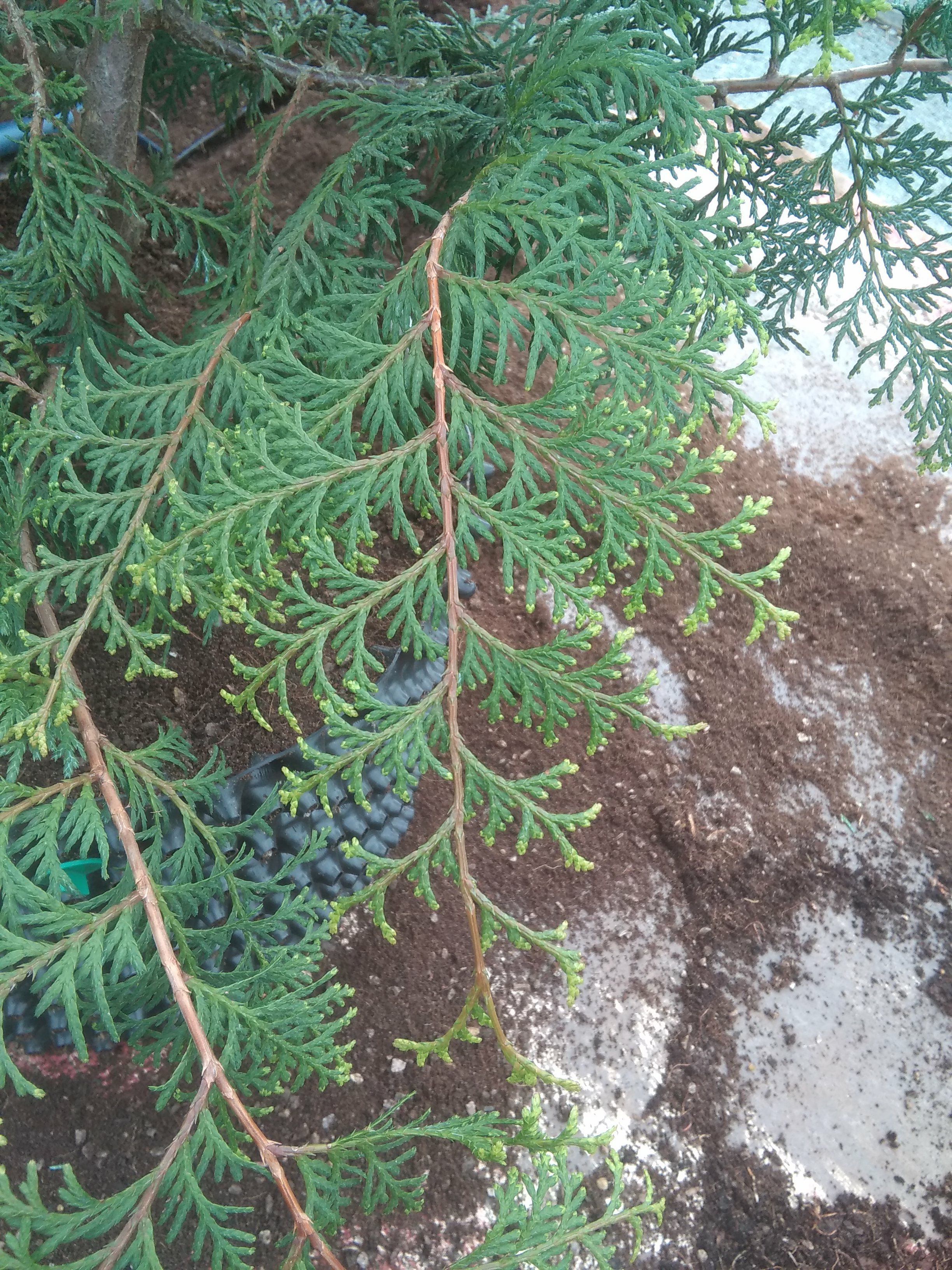 Image of Chamaecyparis obtusa