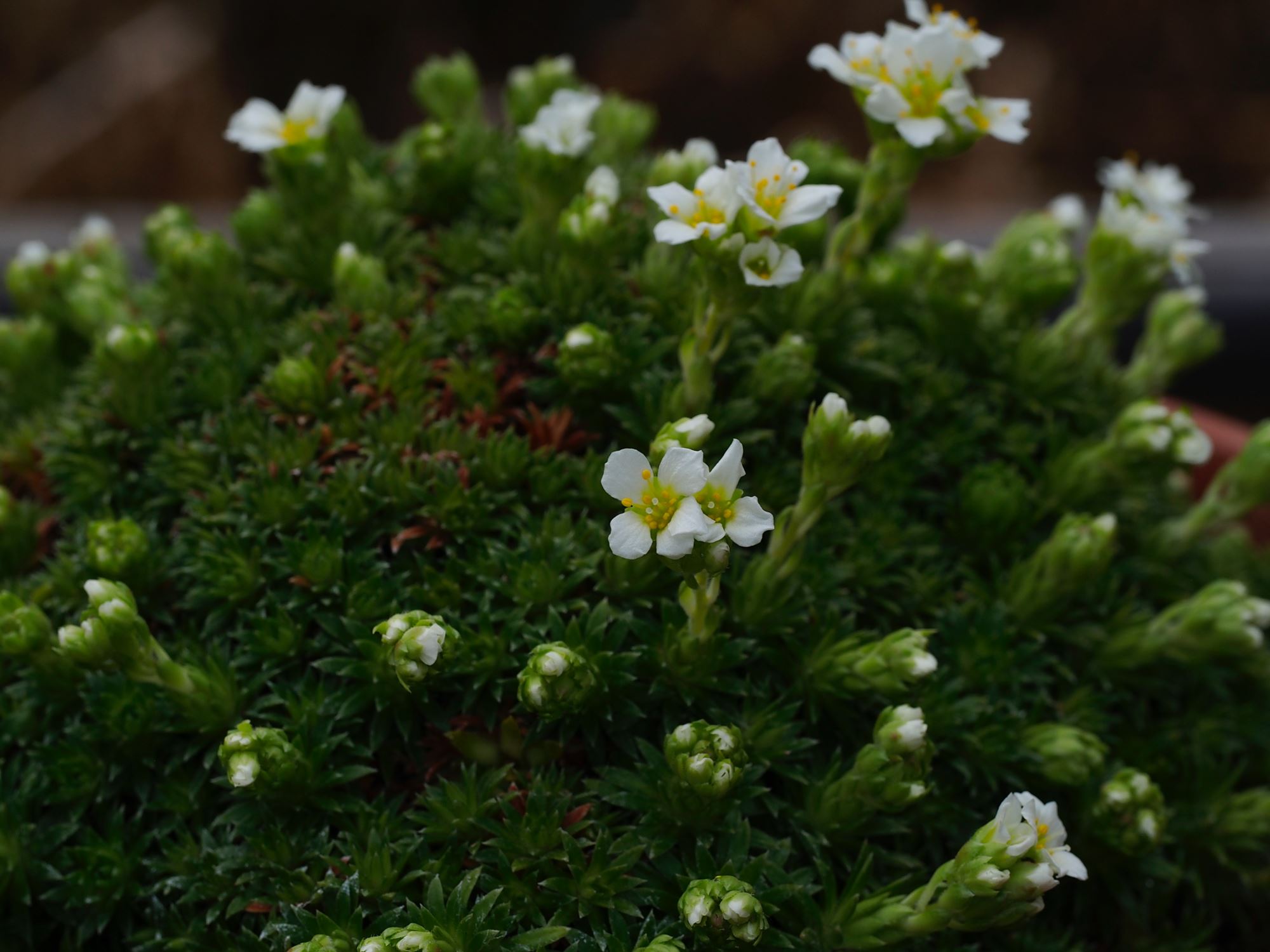 Image of Saxifraga Ã— apiculata 'Alba'