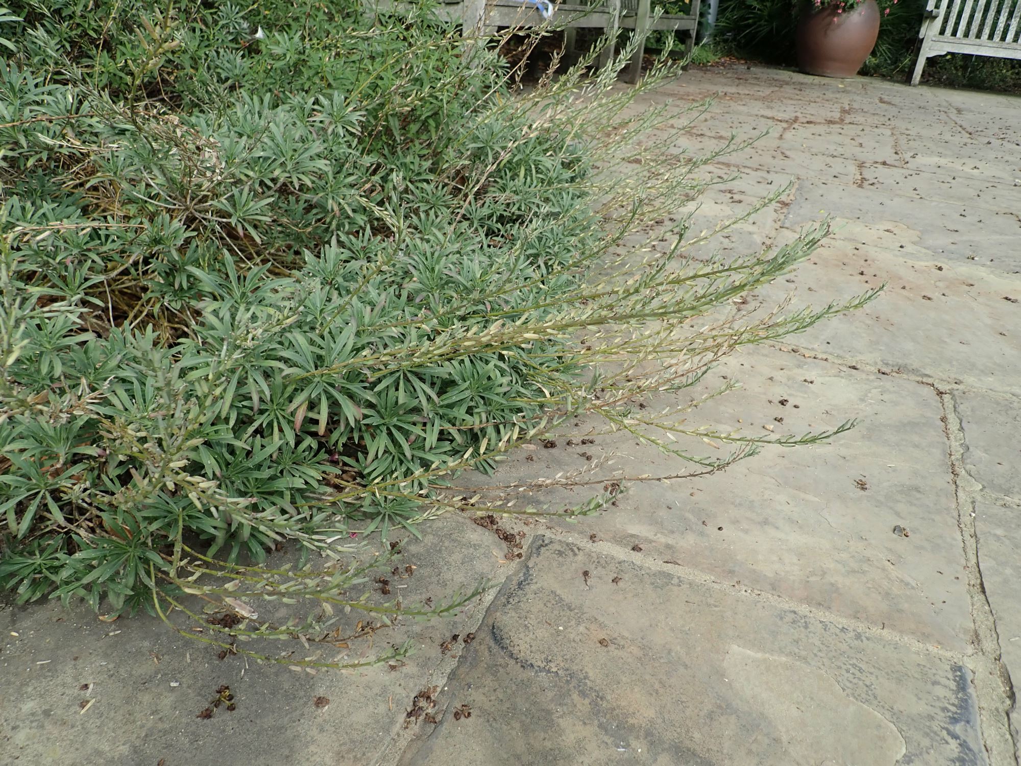 Image of Erysimum scoparium