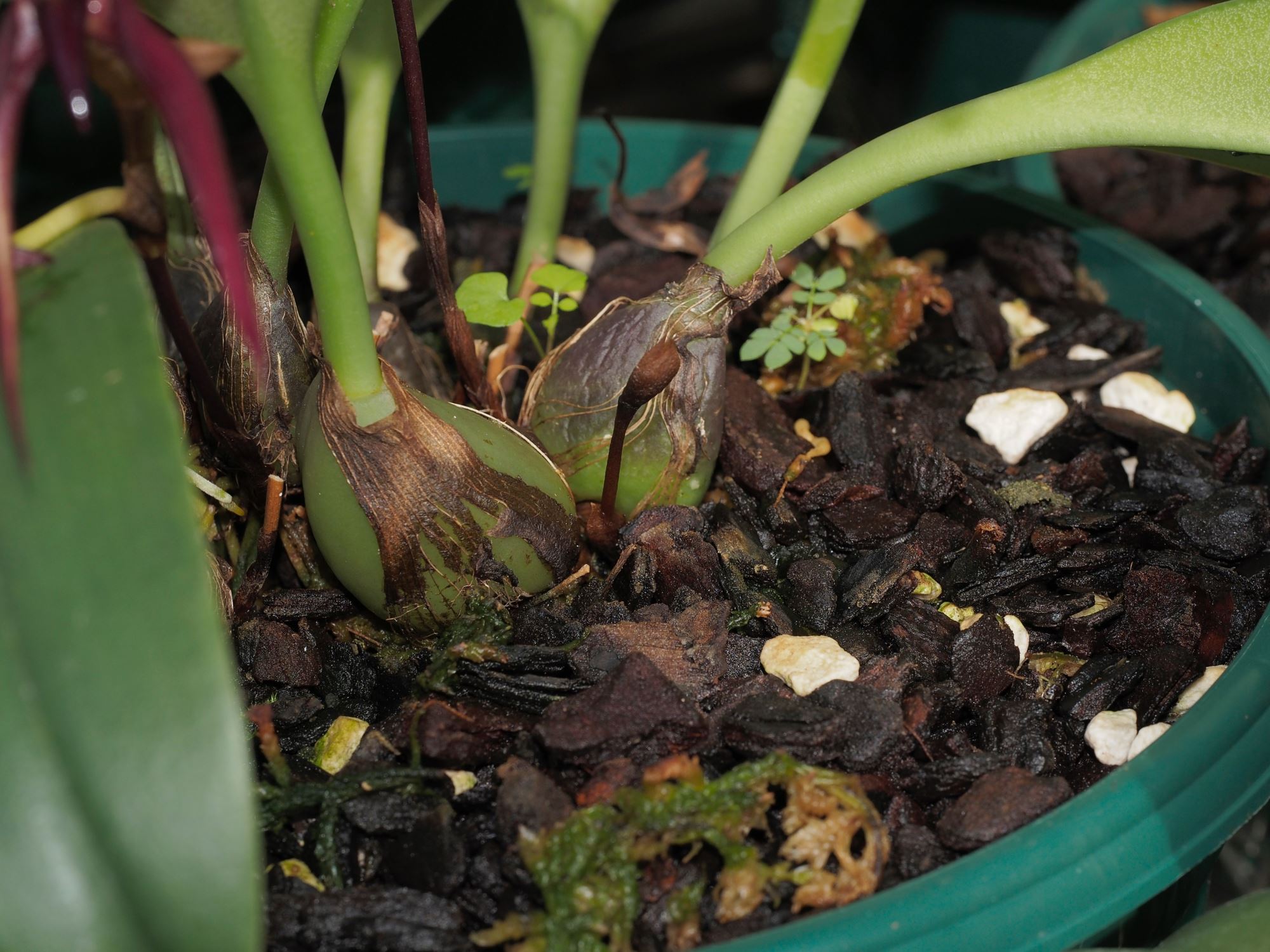 Image of Bulbophyllum mearnsii