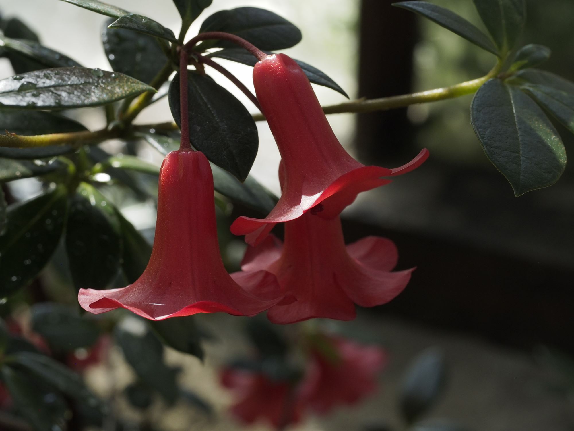 Image of Rhododendron 'Saint Valentine'