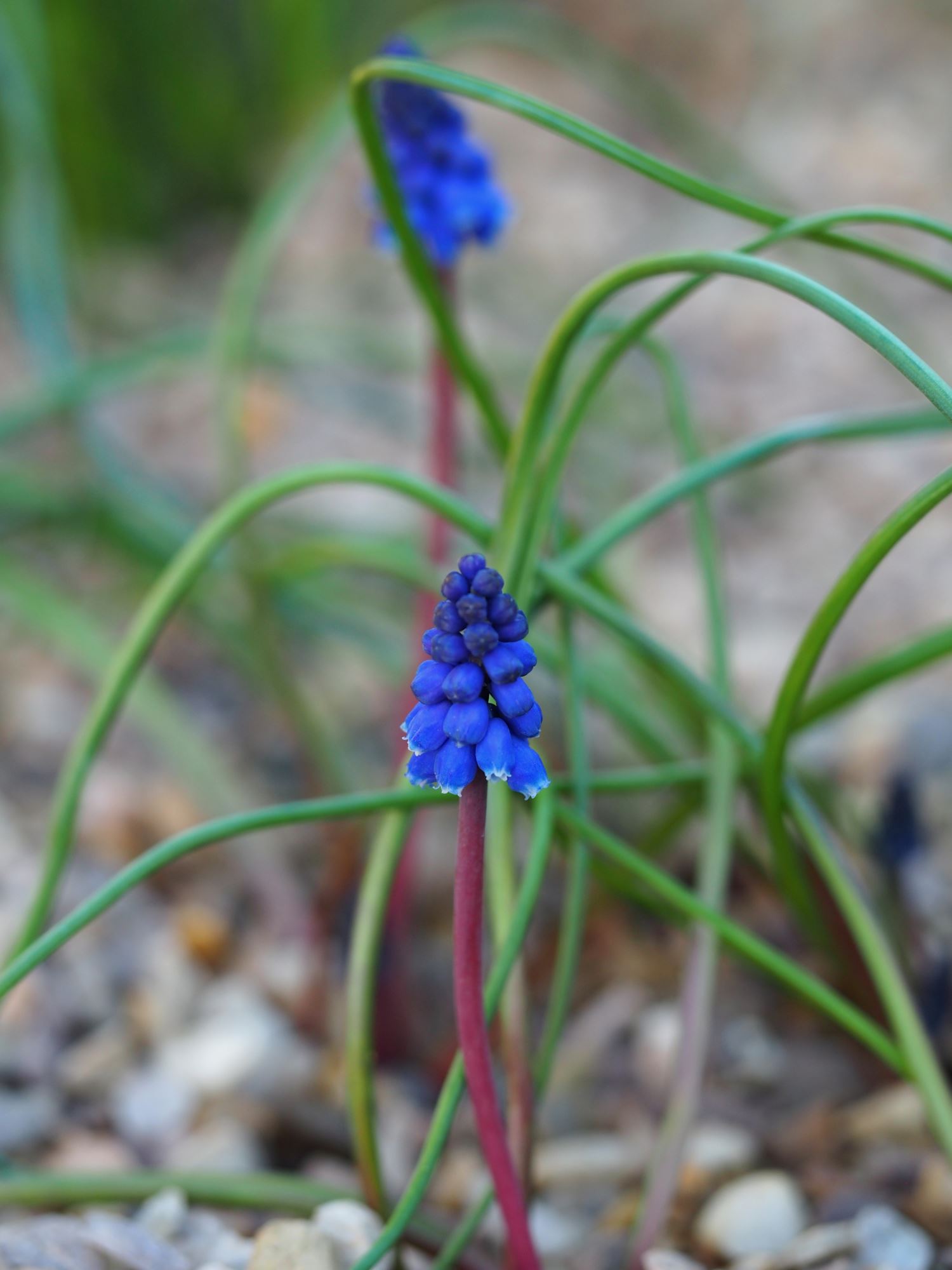 Image of Muscari pulchellum