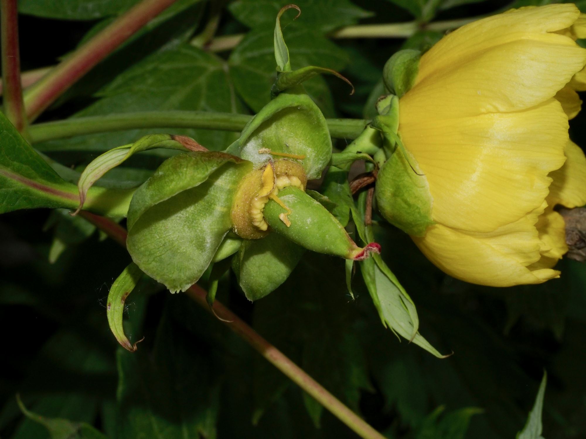 Image of Paeonia ludlowii
