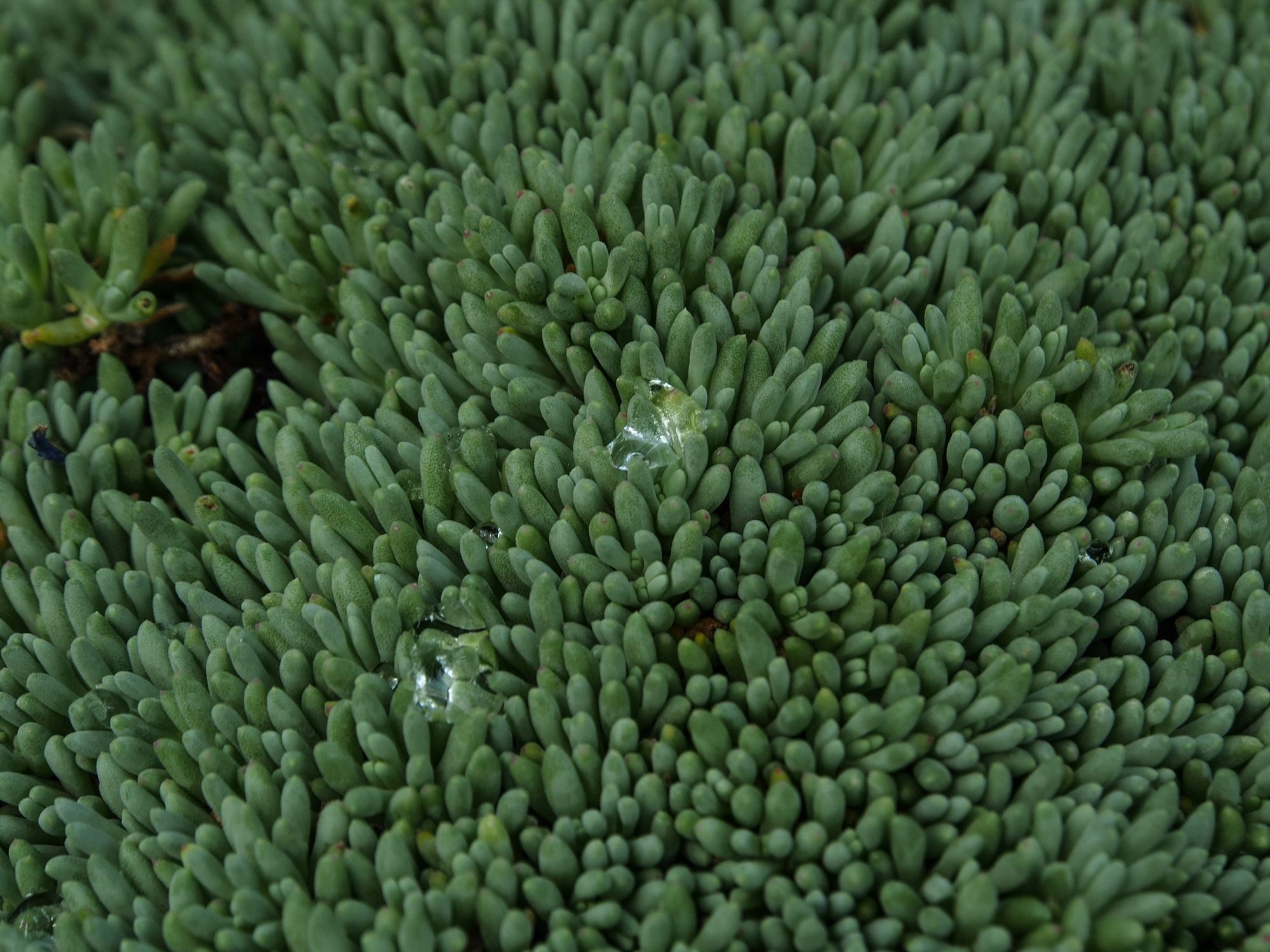 Image of Delosperma sphalmanthoides