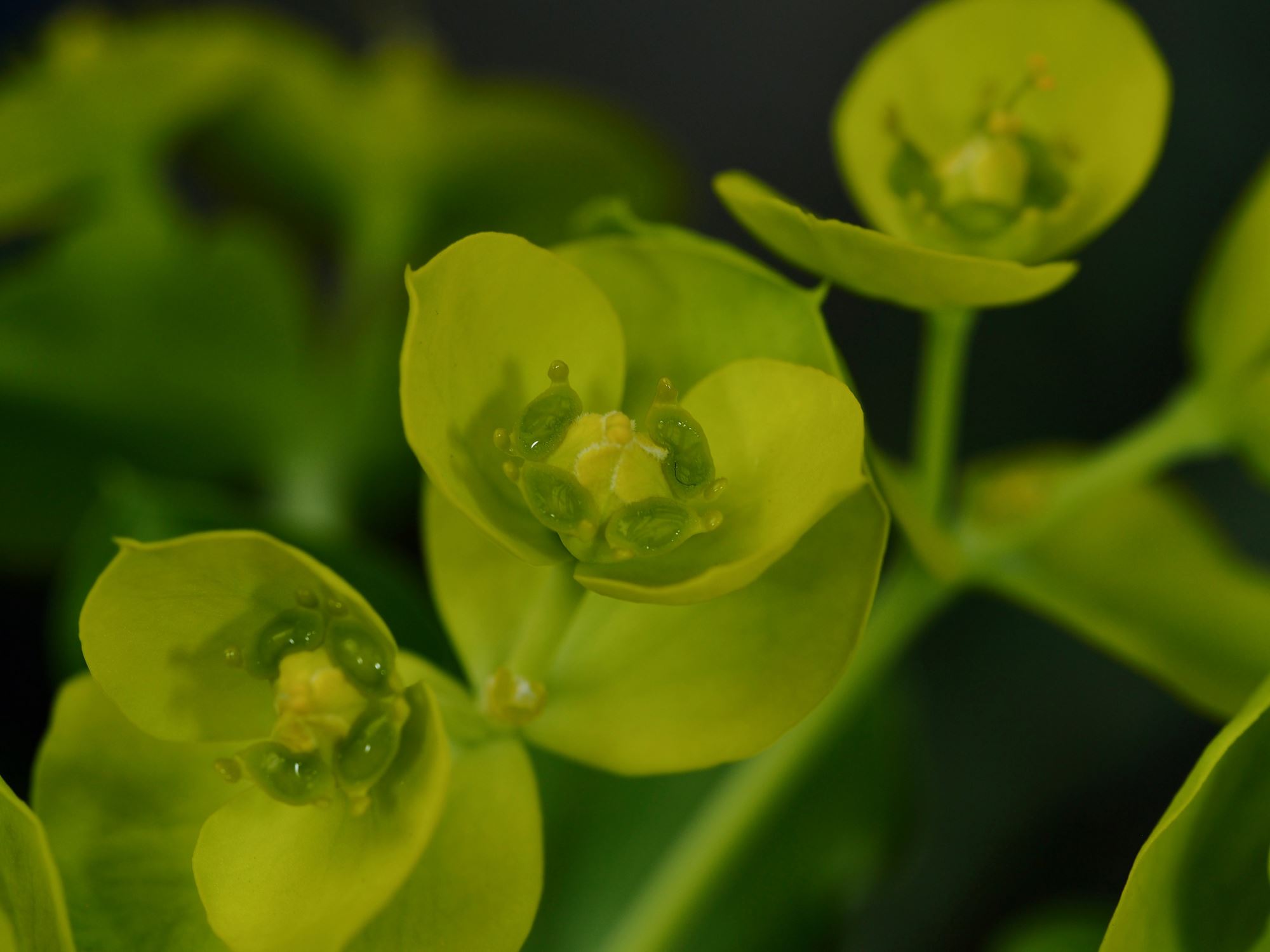 Image of Euphorbia rigida