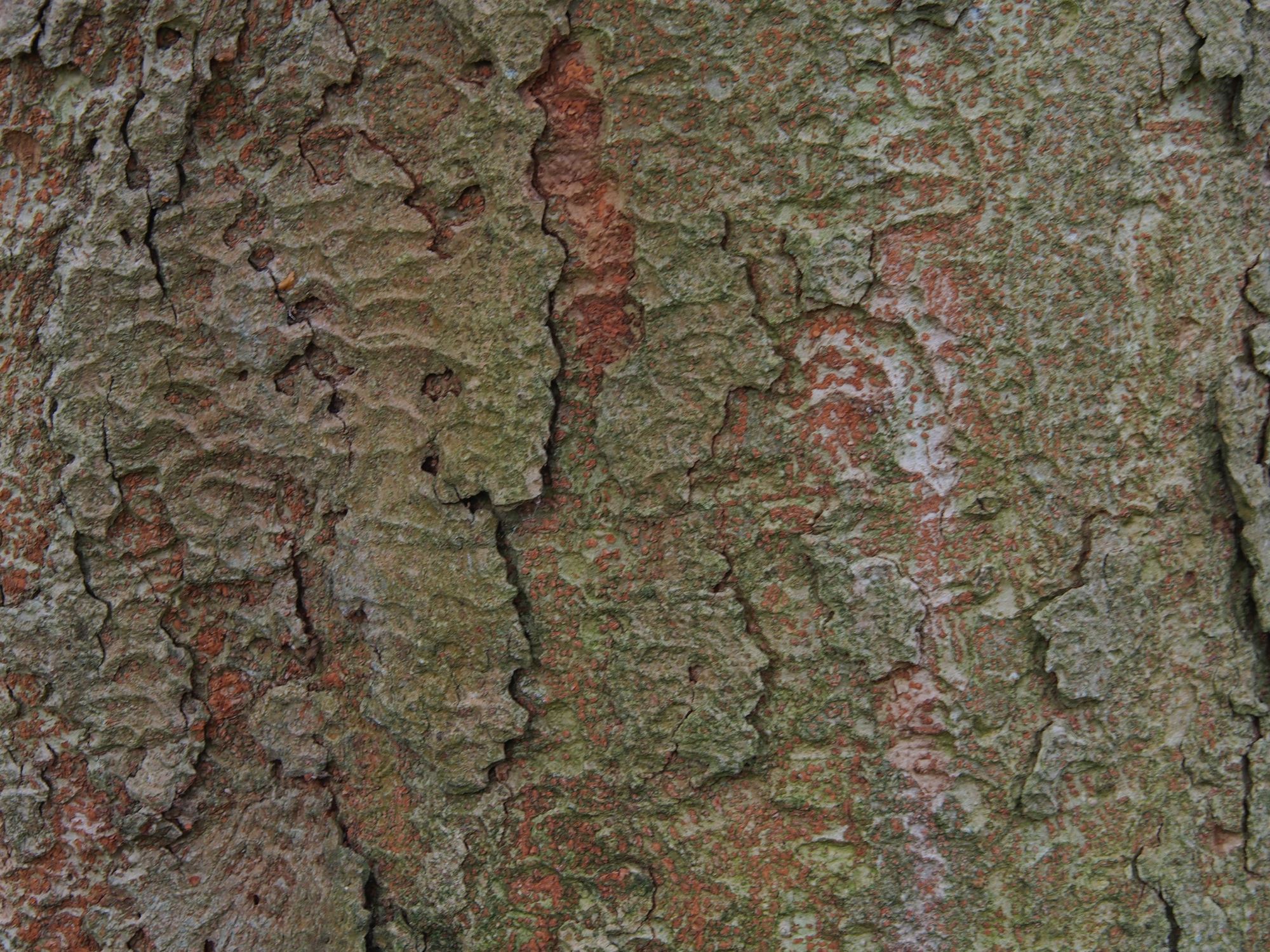 Image of Zelkova serrata