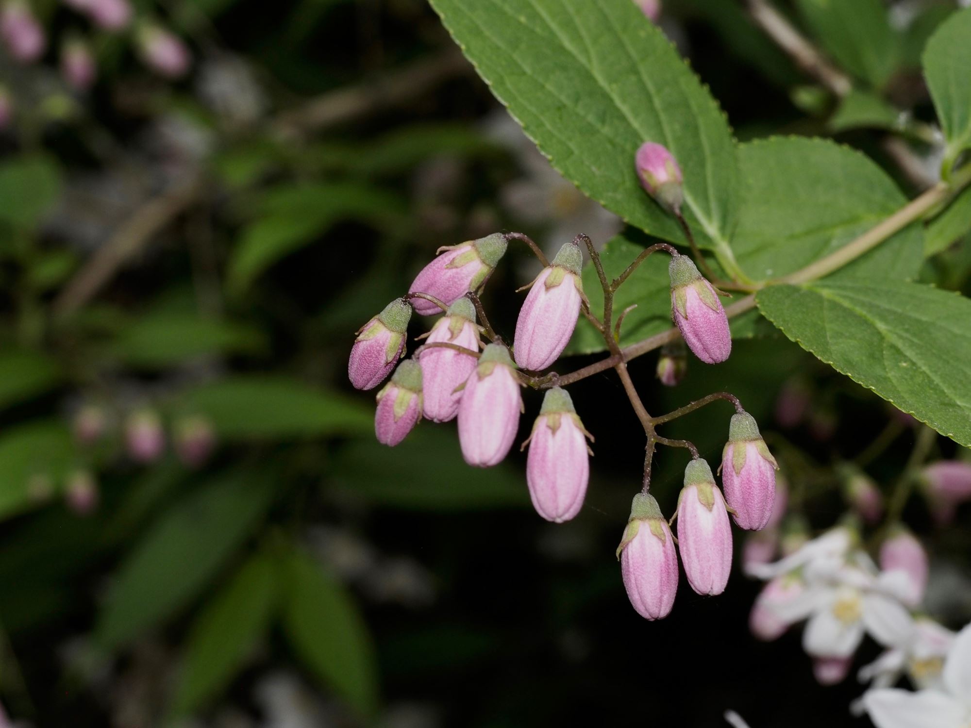 Image of Deutzia Ã— rosea