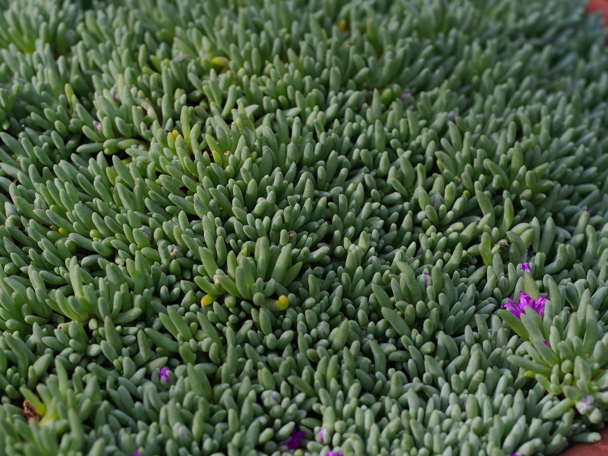 Image of Delosperma sphalmanthoides