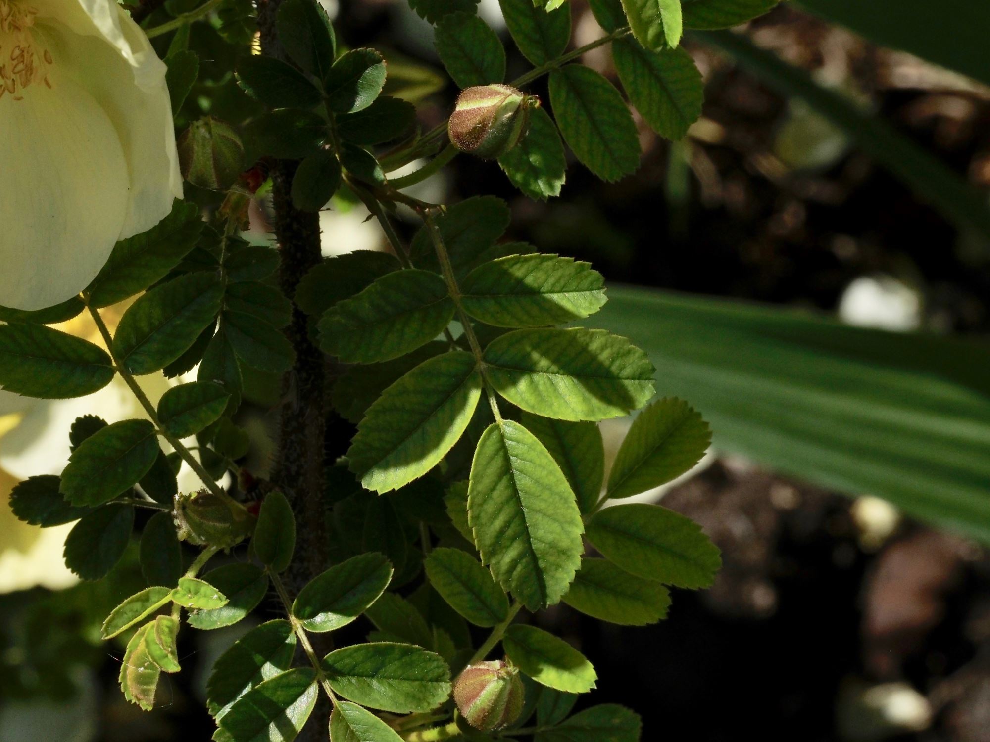 Image of Rosa Ã— pteragonis 'Cantabrigiensis'