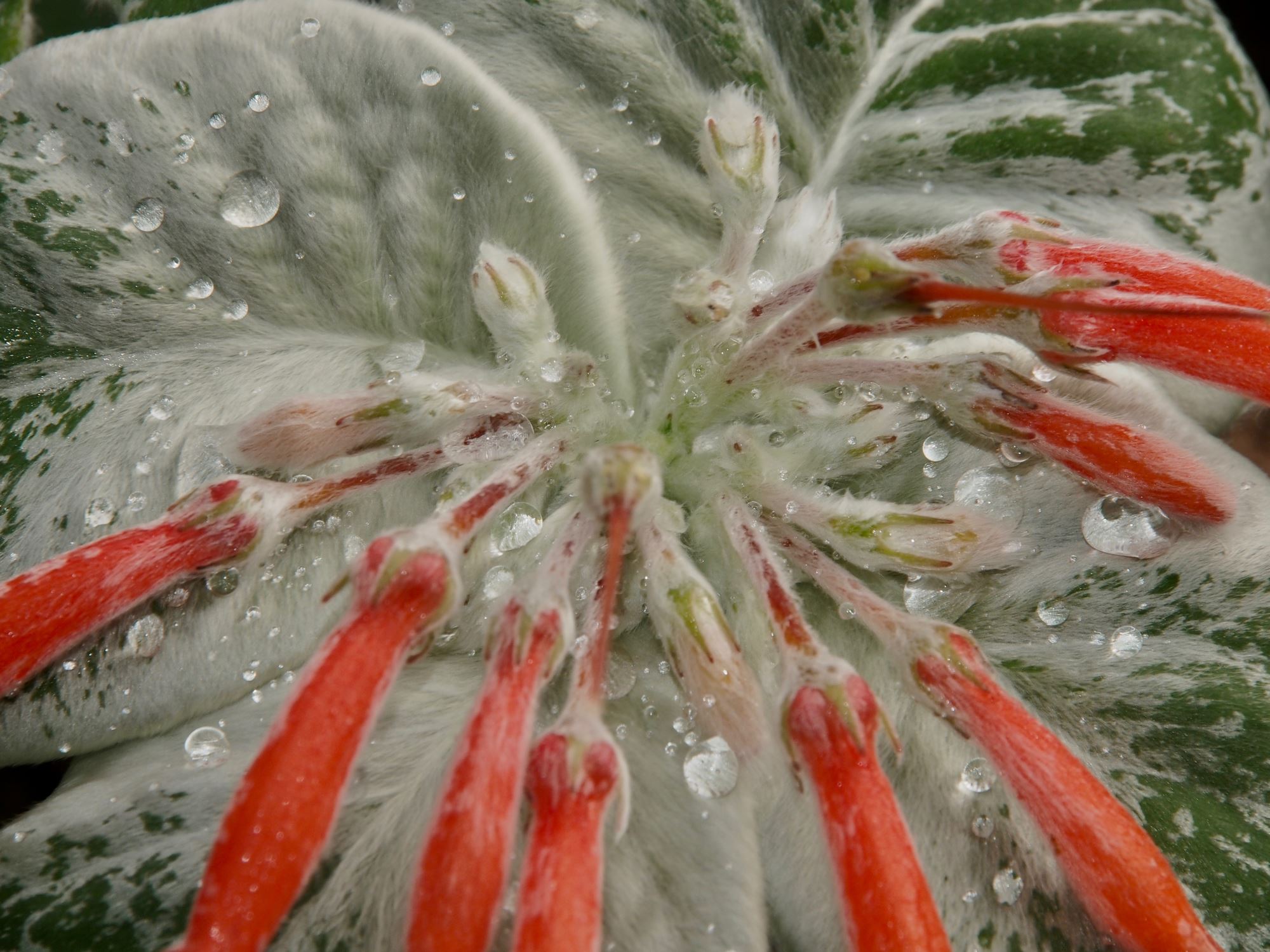 Image of Sinningia leucotricha