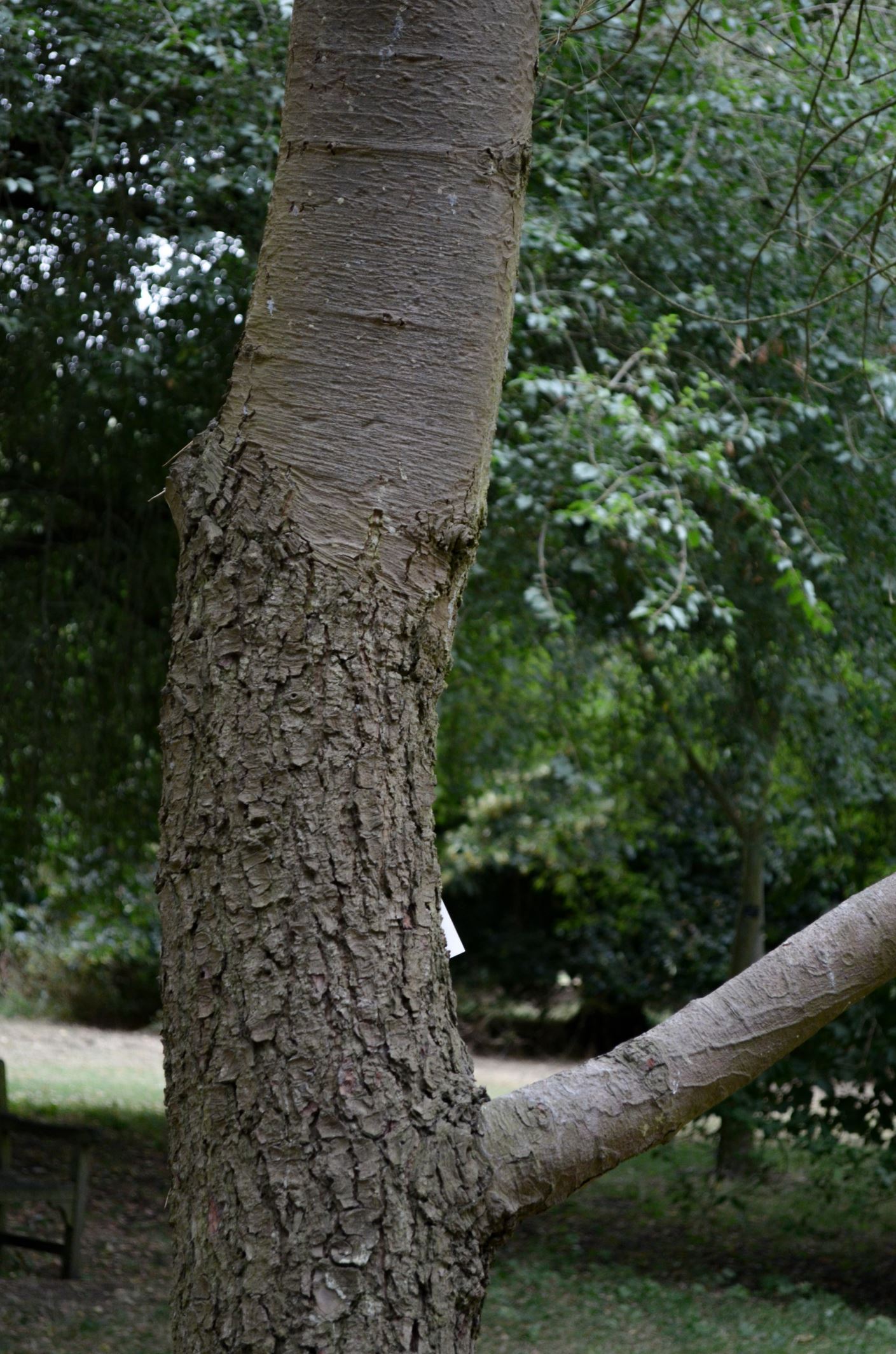 Image of Pinus armandii