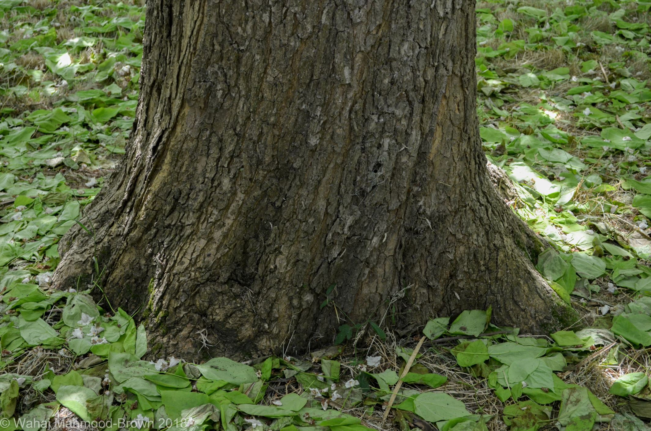 Image of Catalpa speciosa