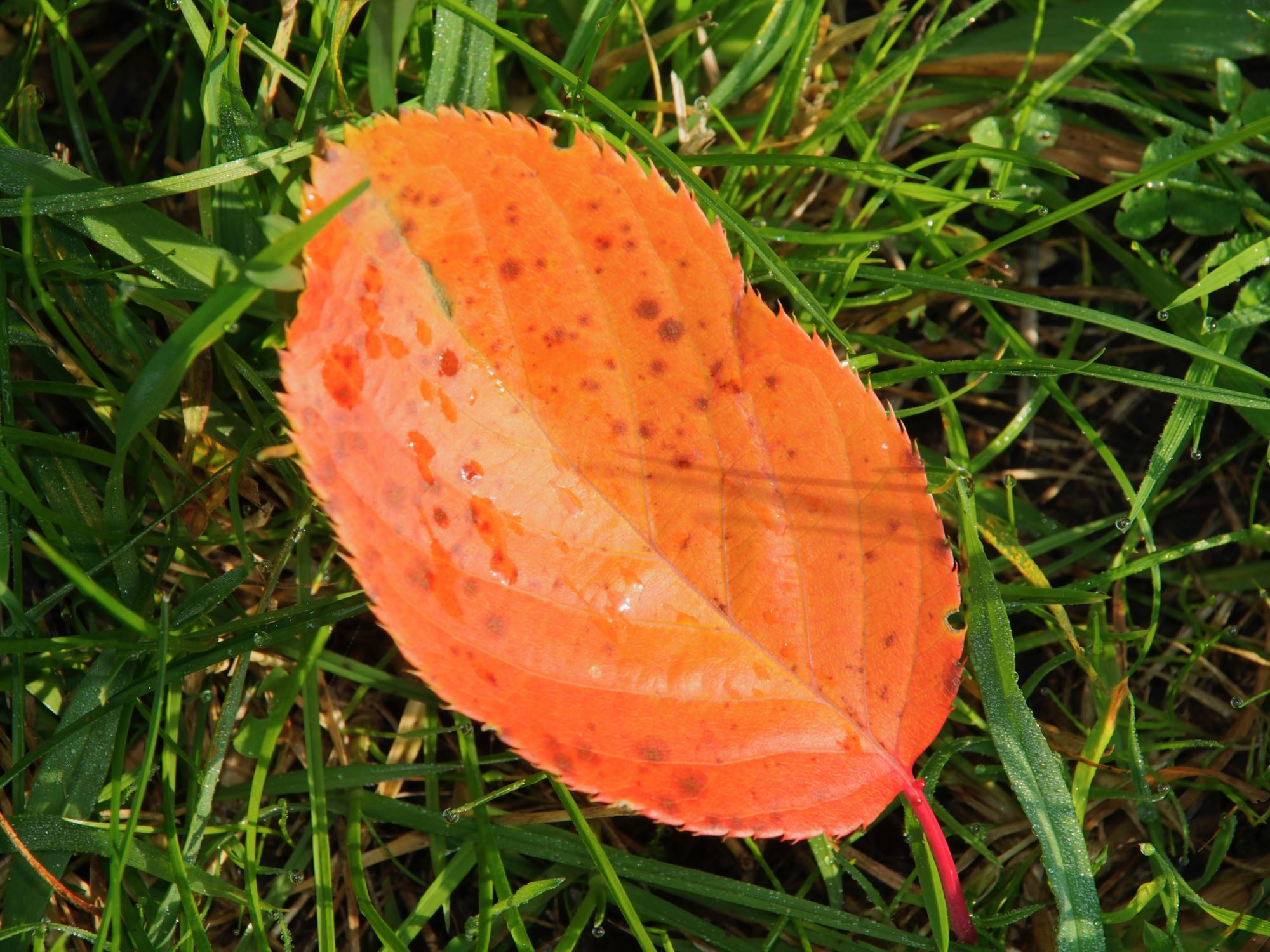 Image of Prunus 'Shirofugen'
