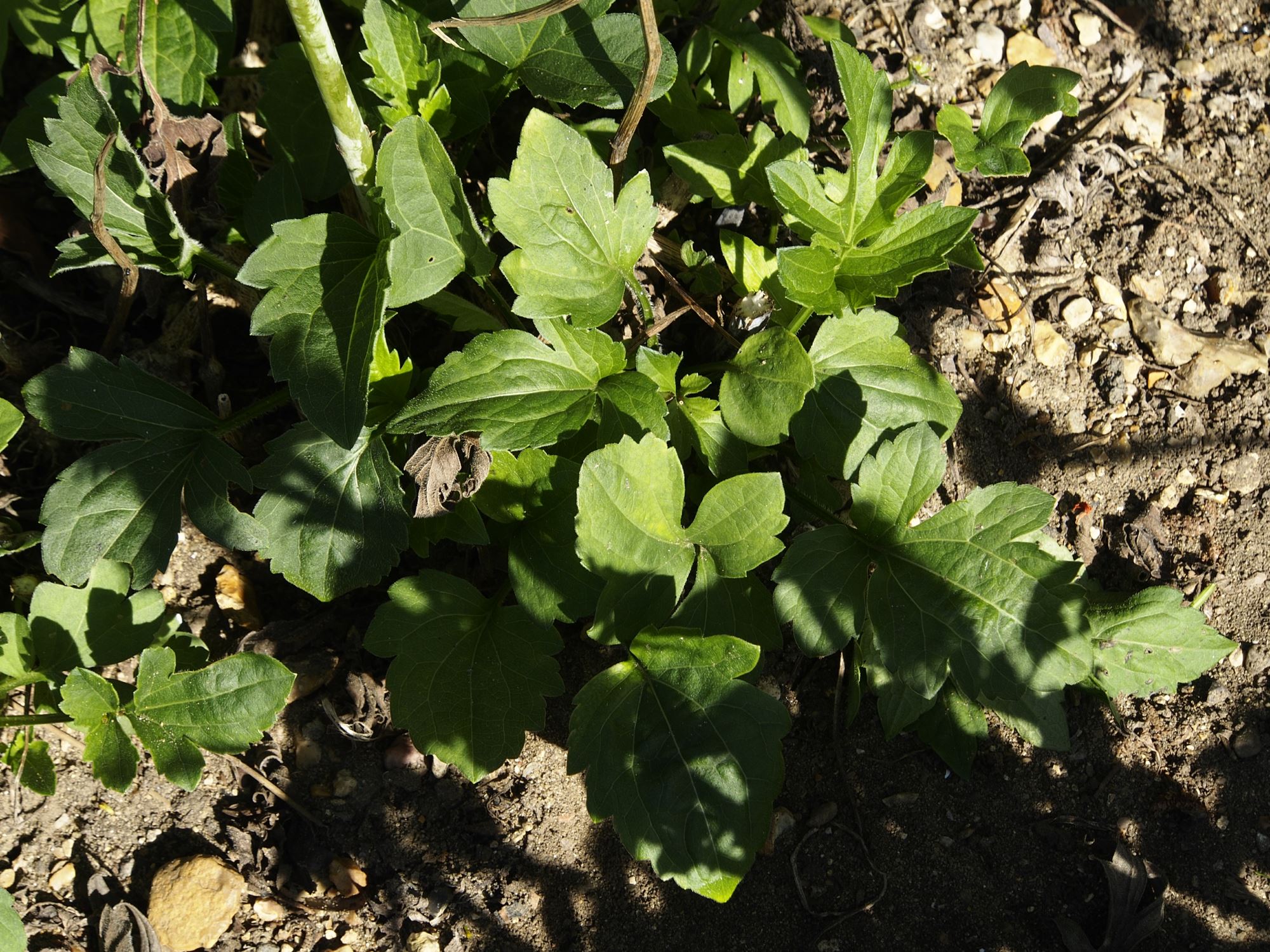 Image of Rudbeckia laciniata