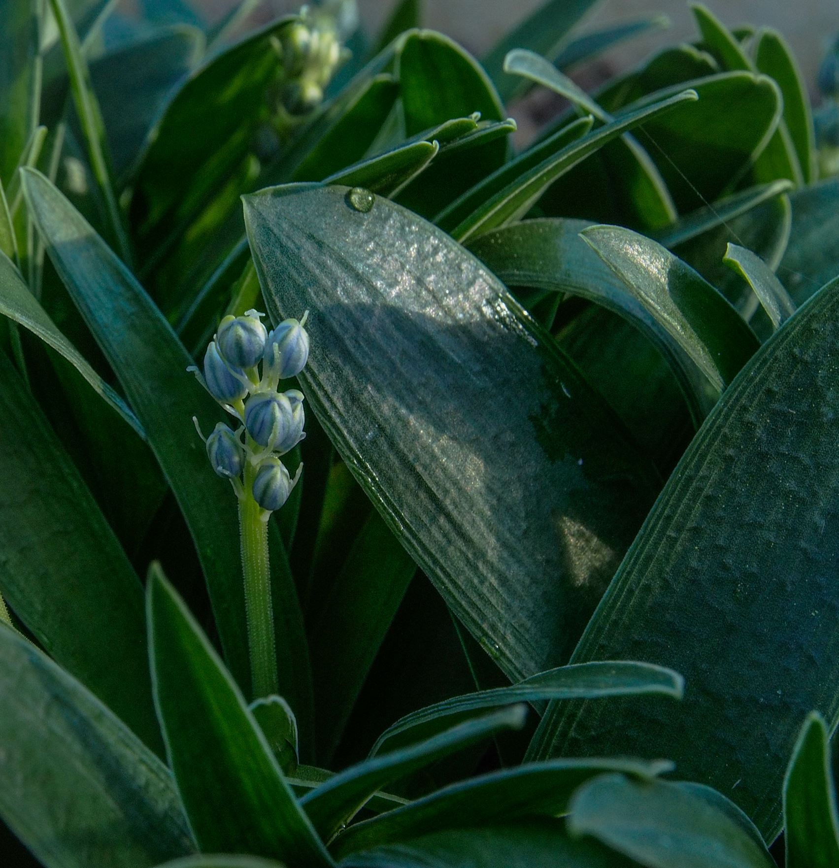Image of Scilla kurdistanica