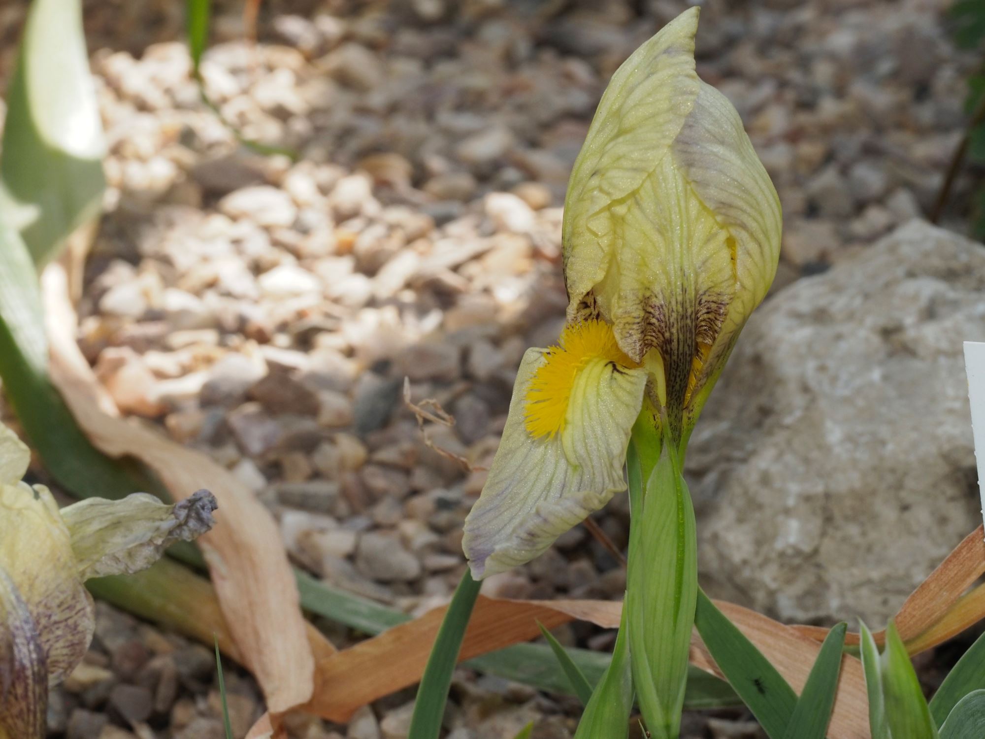 Image of Iris reichenbachii