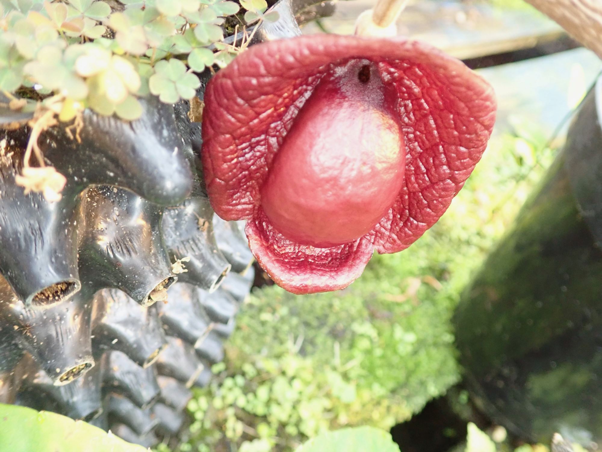 Image of Aristolochia veracruzana