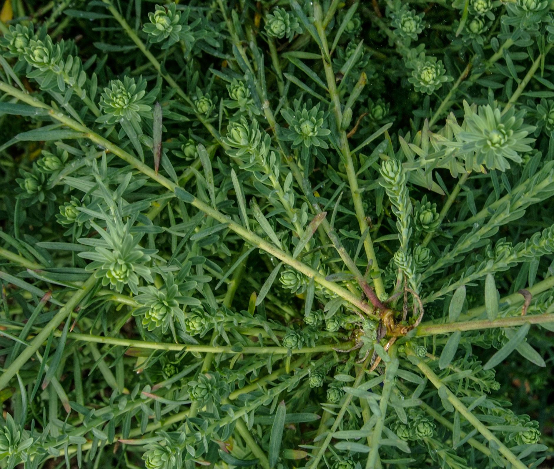 Image of Linum perenne