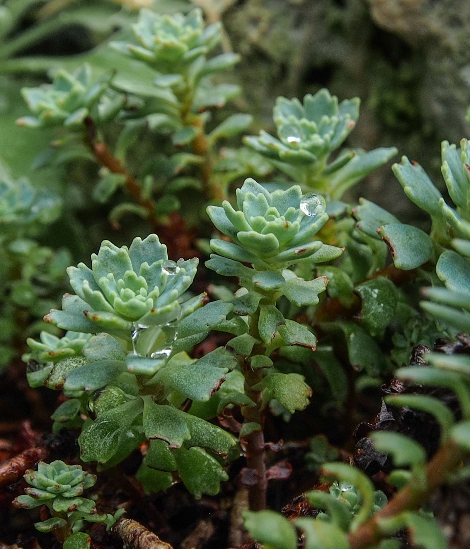 Image of Rhodiola pachyclados