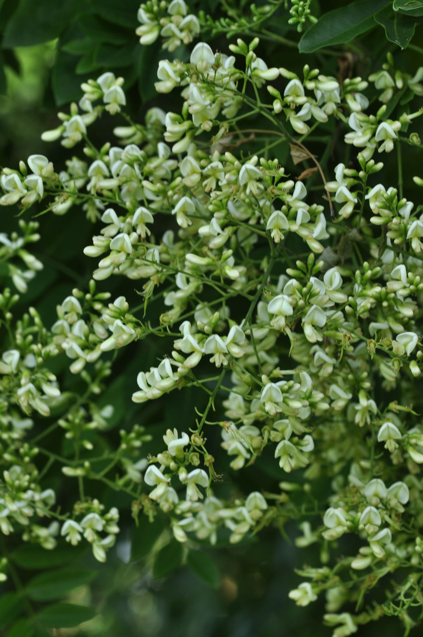 Image of Styphnolobium japonicum