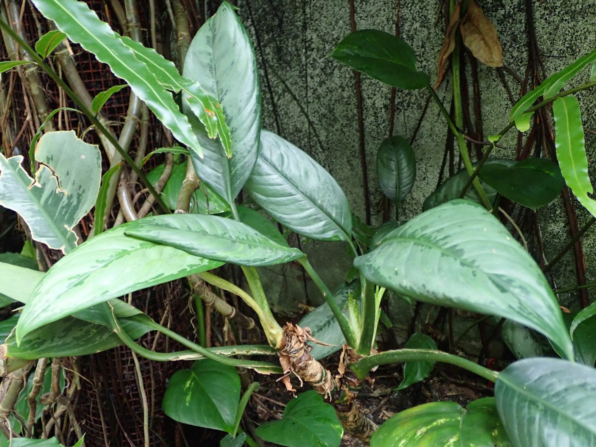 Image of Aglaonema crispum