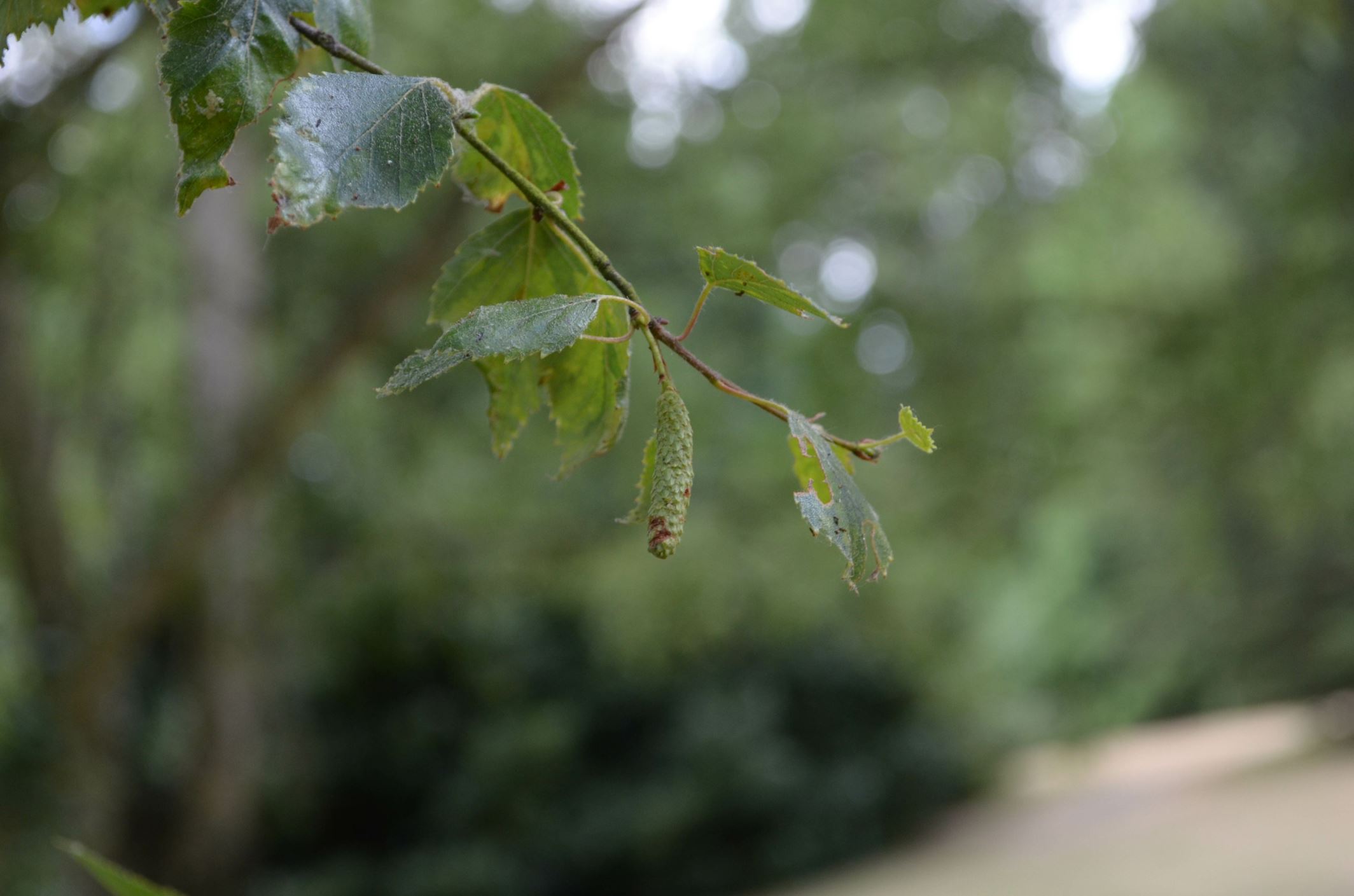 Image of Betula pubescens var. pubescens