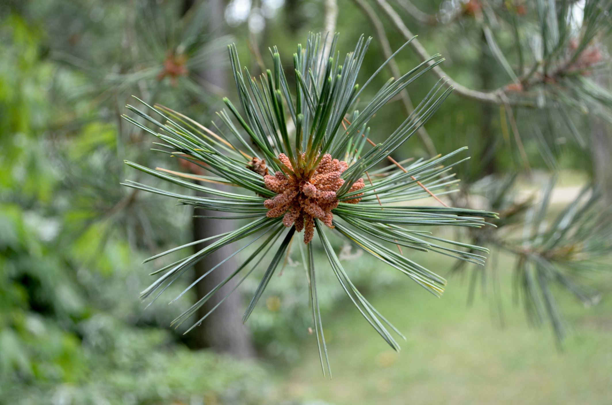Image of Pinus flexilis
