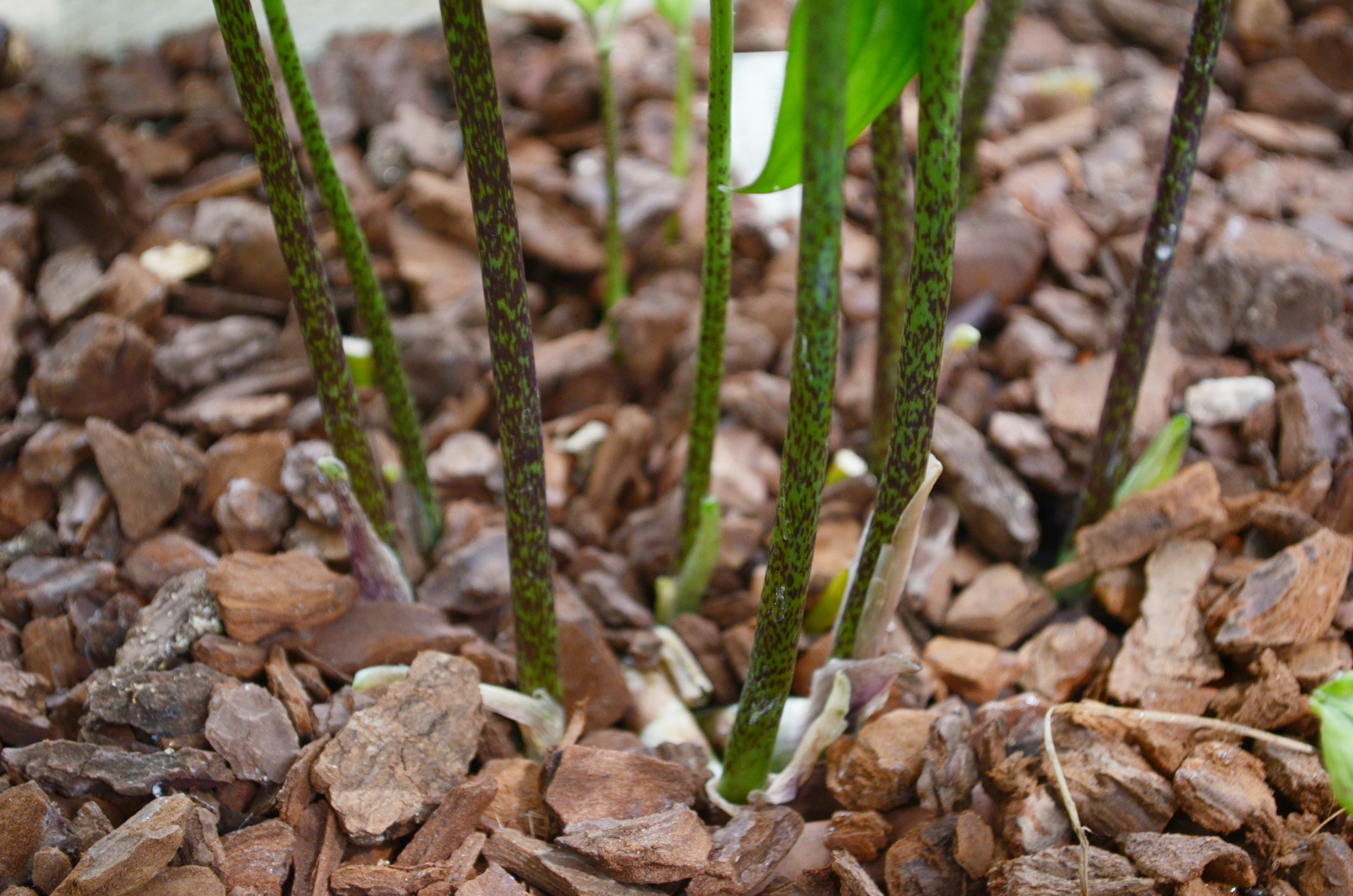 Image of Disporopsis aspersa