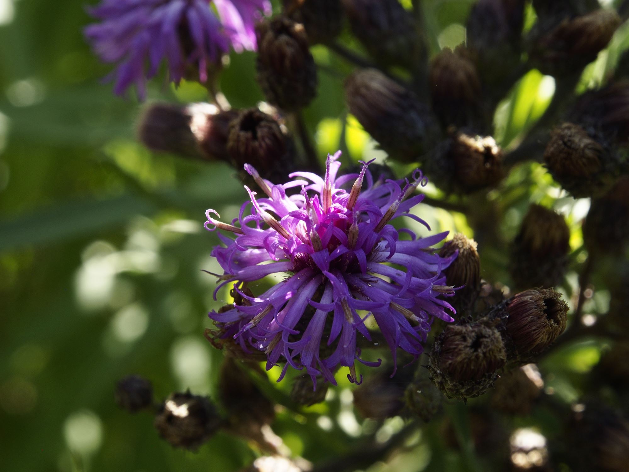 Image of Vernonia altissima