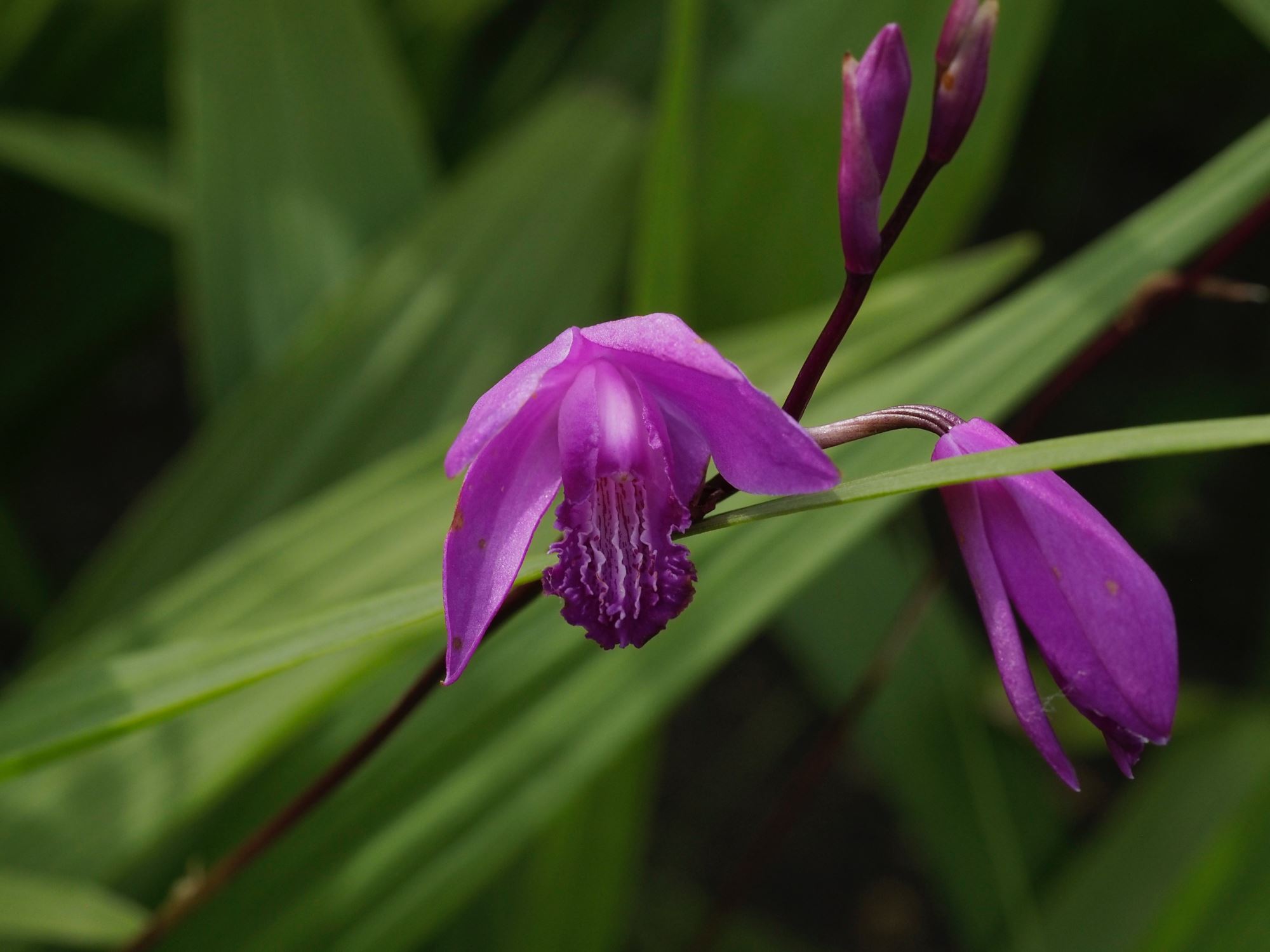 Image of Bletilla striata