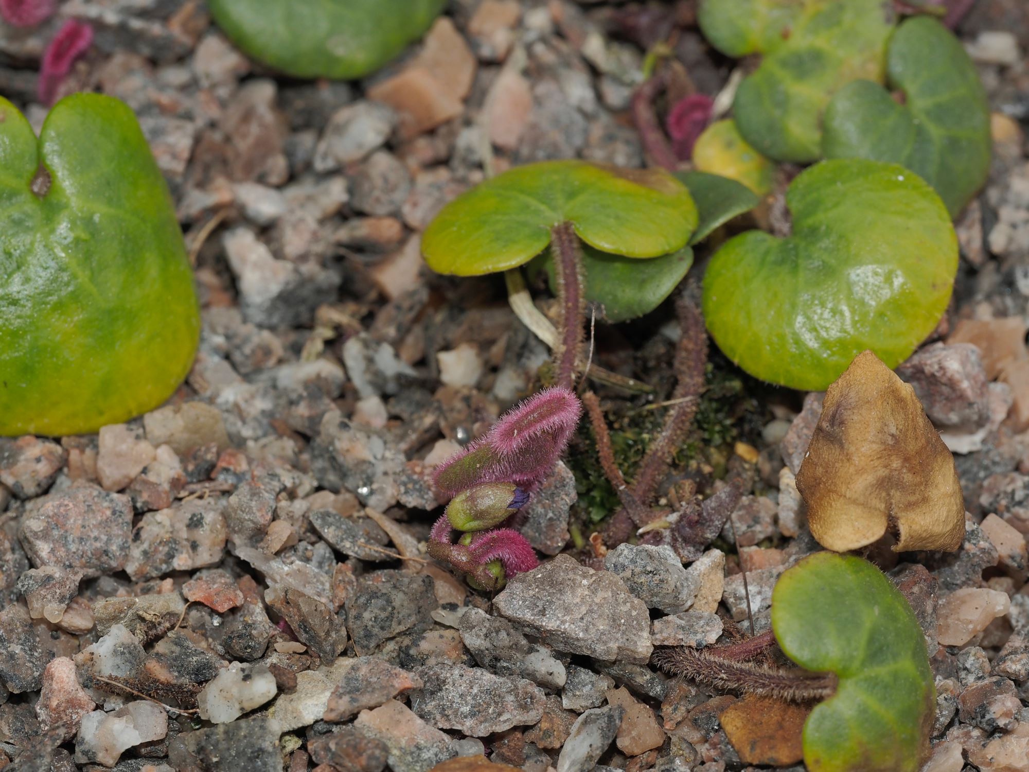 Image of Soldanella villosa