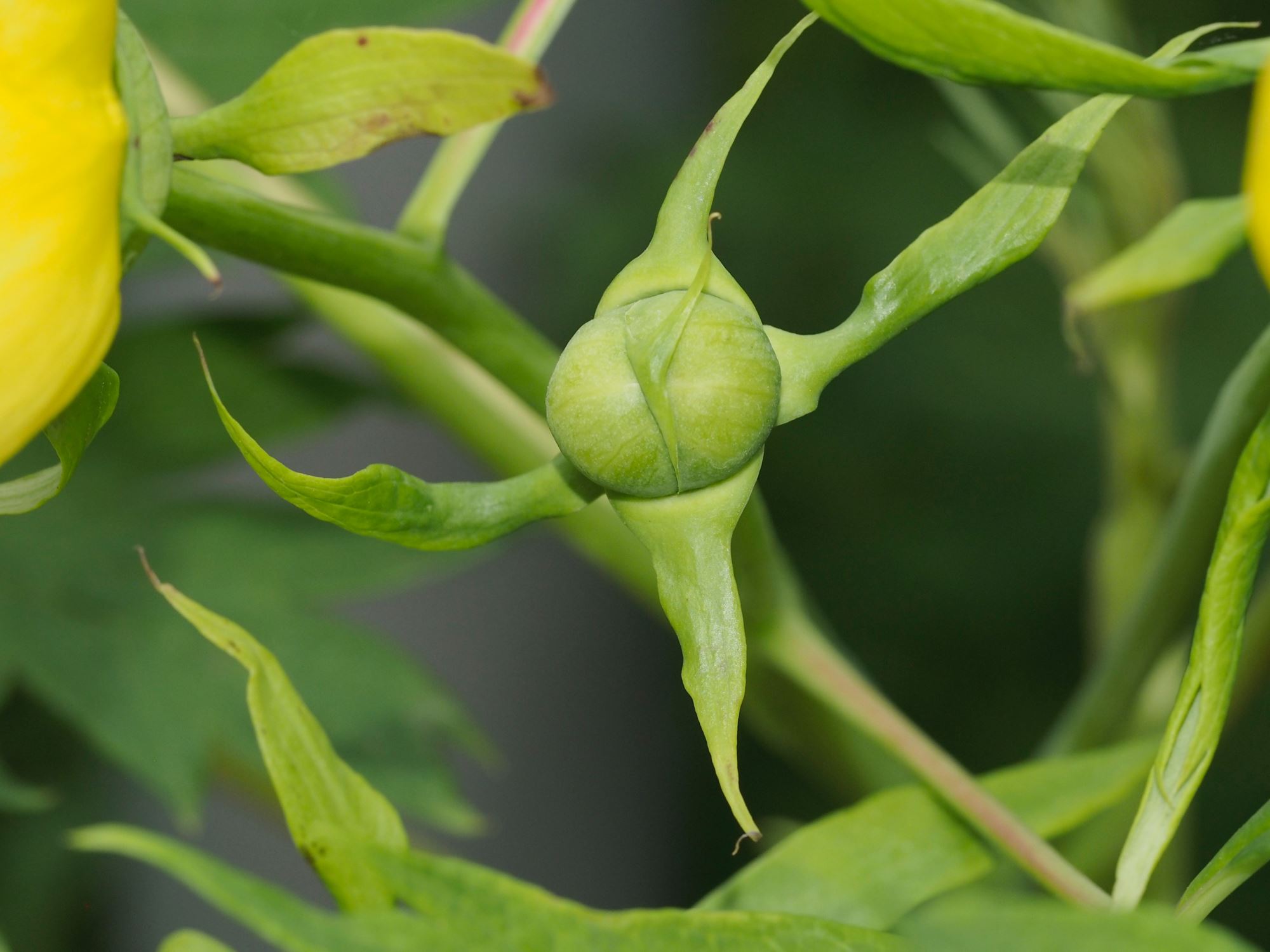 Image of Paeonia ludlowii