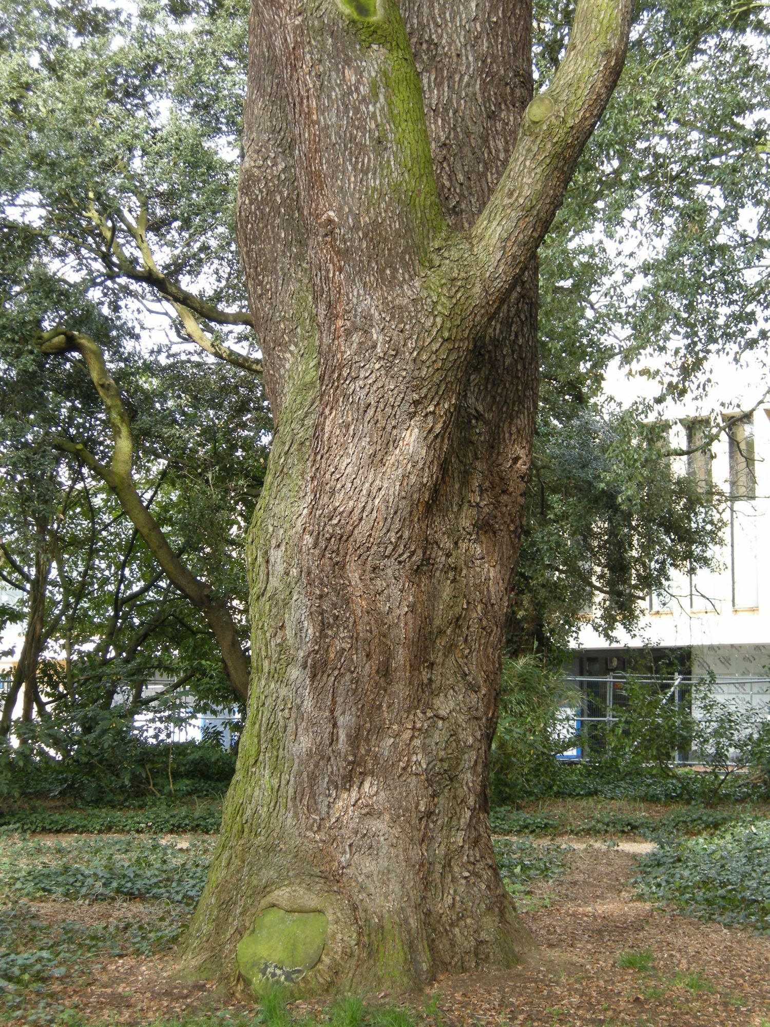 Image of Cedrus libani