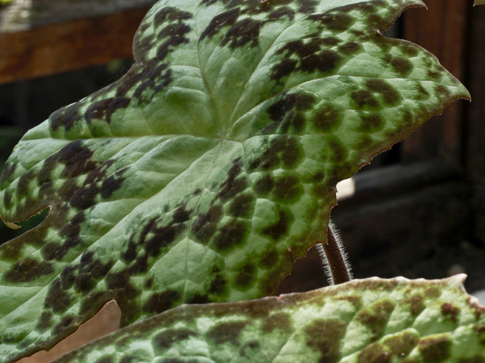 Image of Podophyllum 'Spotty Dotty'