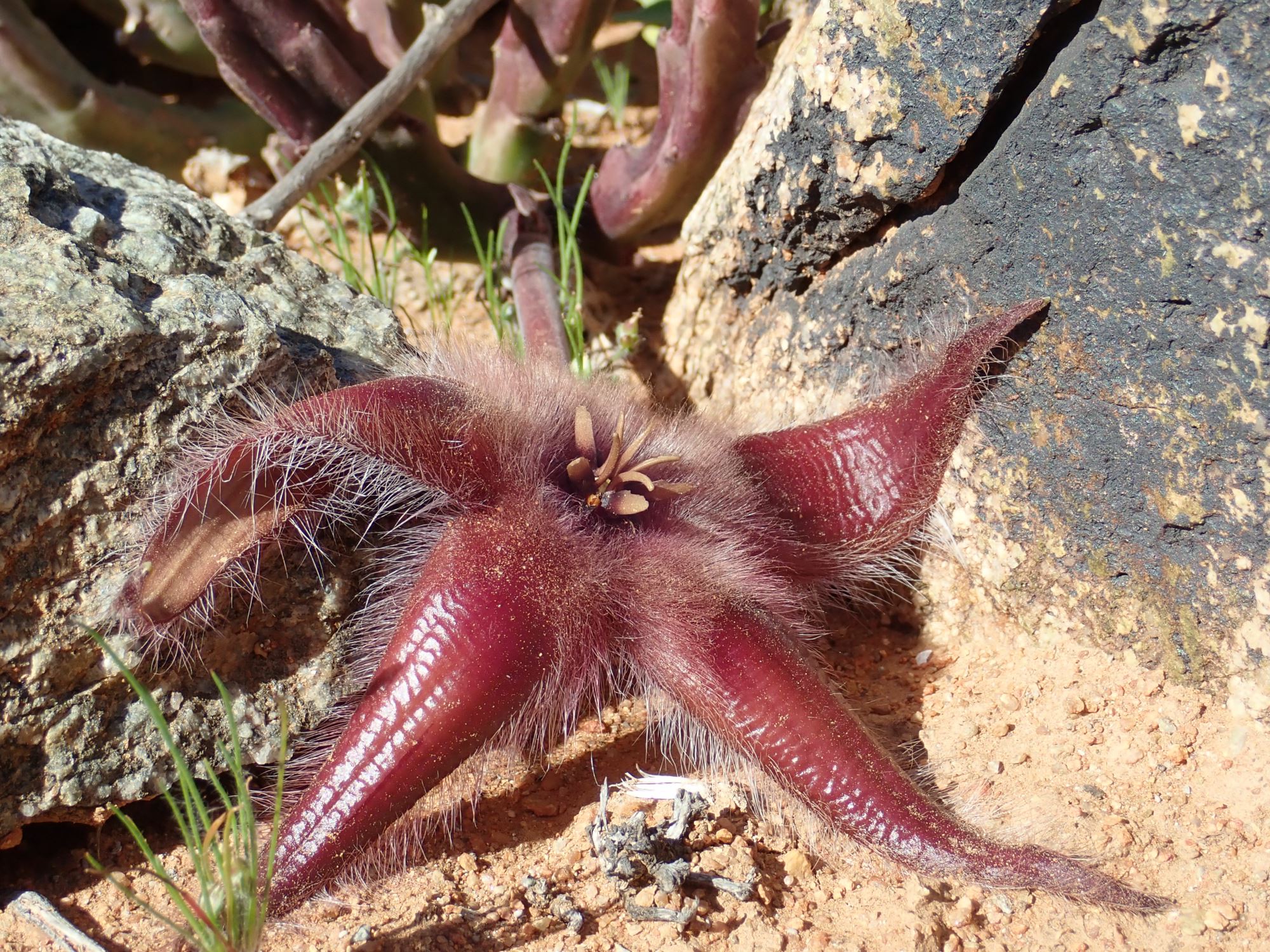 Image of Stapelia hirsuta var. gariepensis