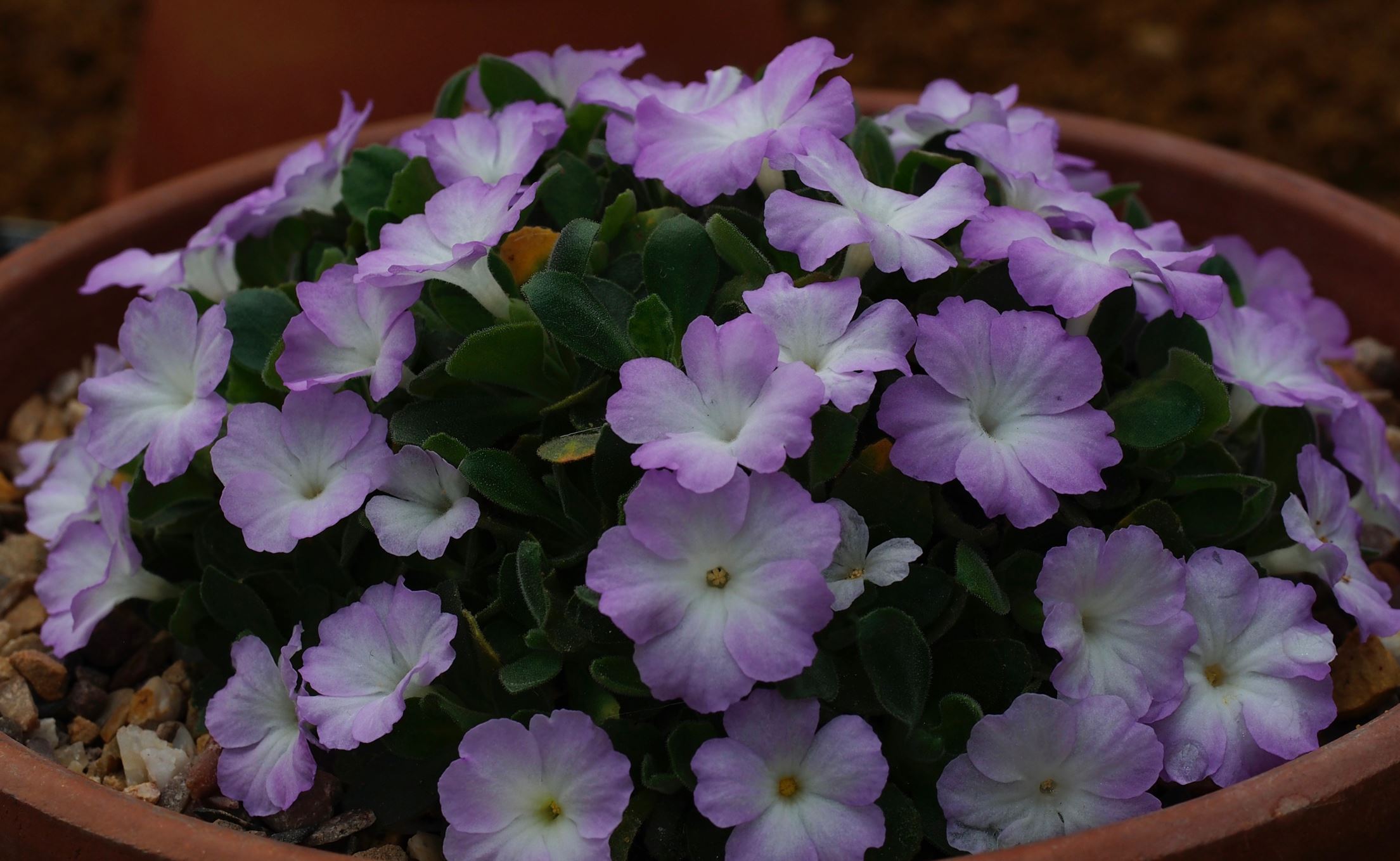 Image of Primula allionii 'Claude Flight'