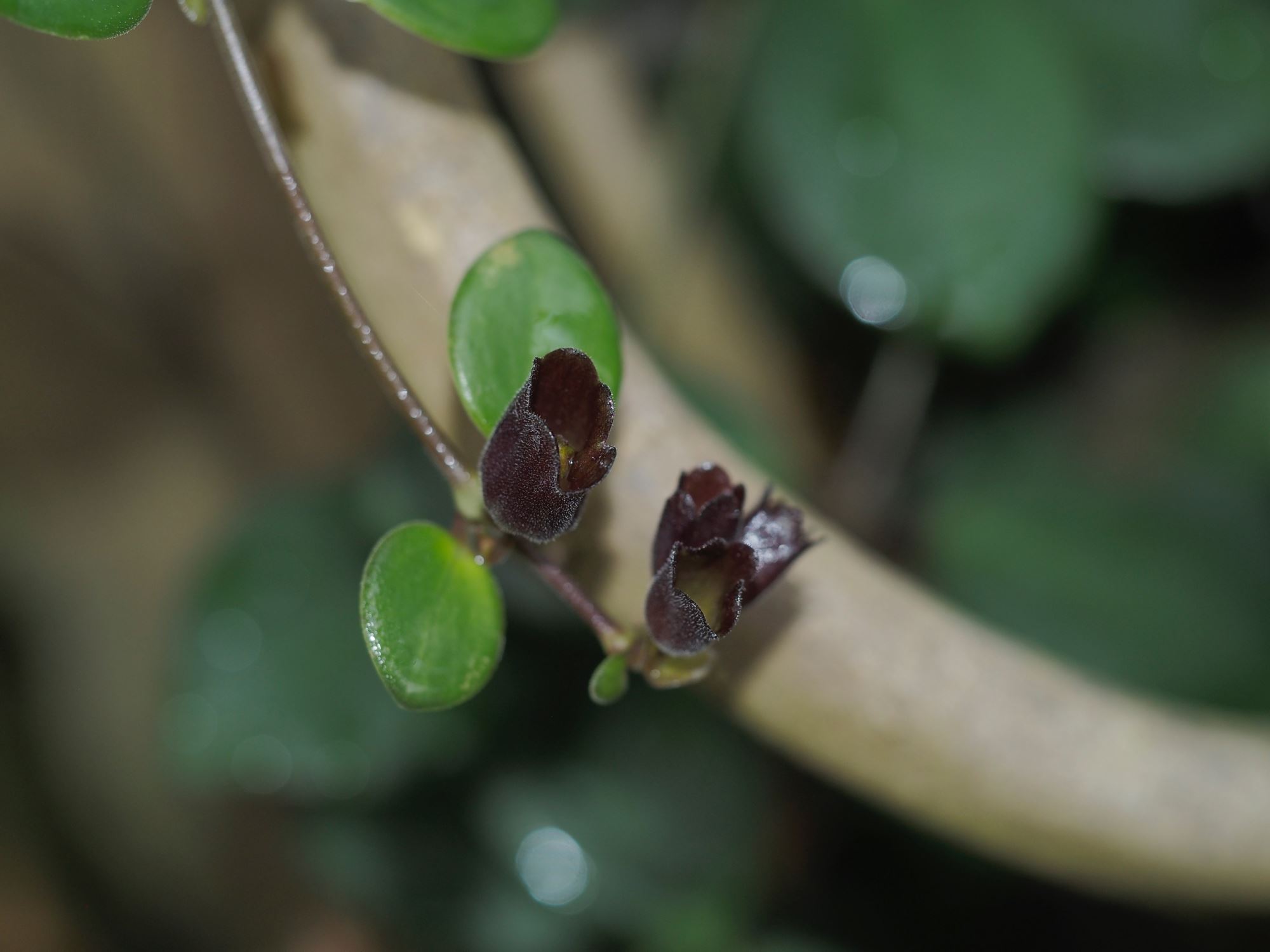 Image of Aeschynanthus praelongus