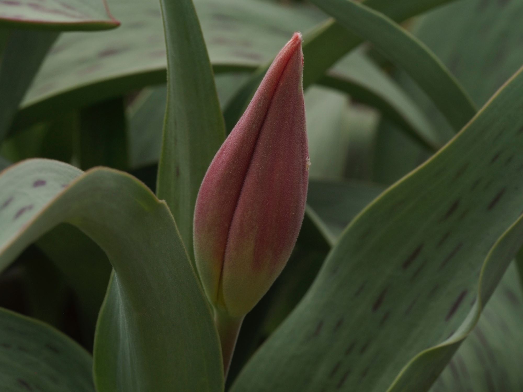 Image of Tulipa greigii 'Cape Cod'