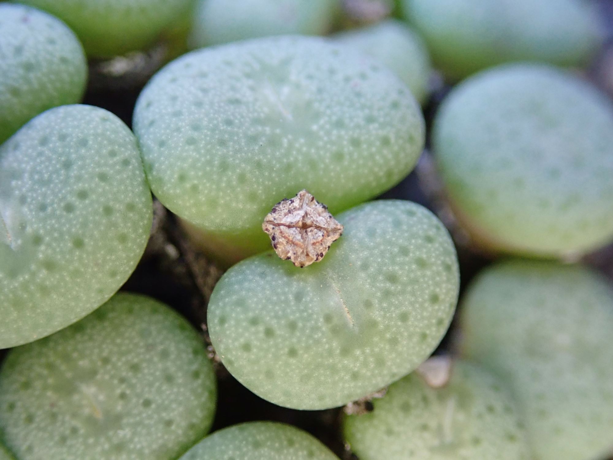 Image of Conophytum reconditum