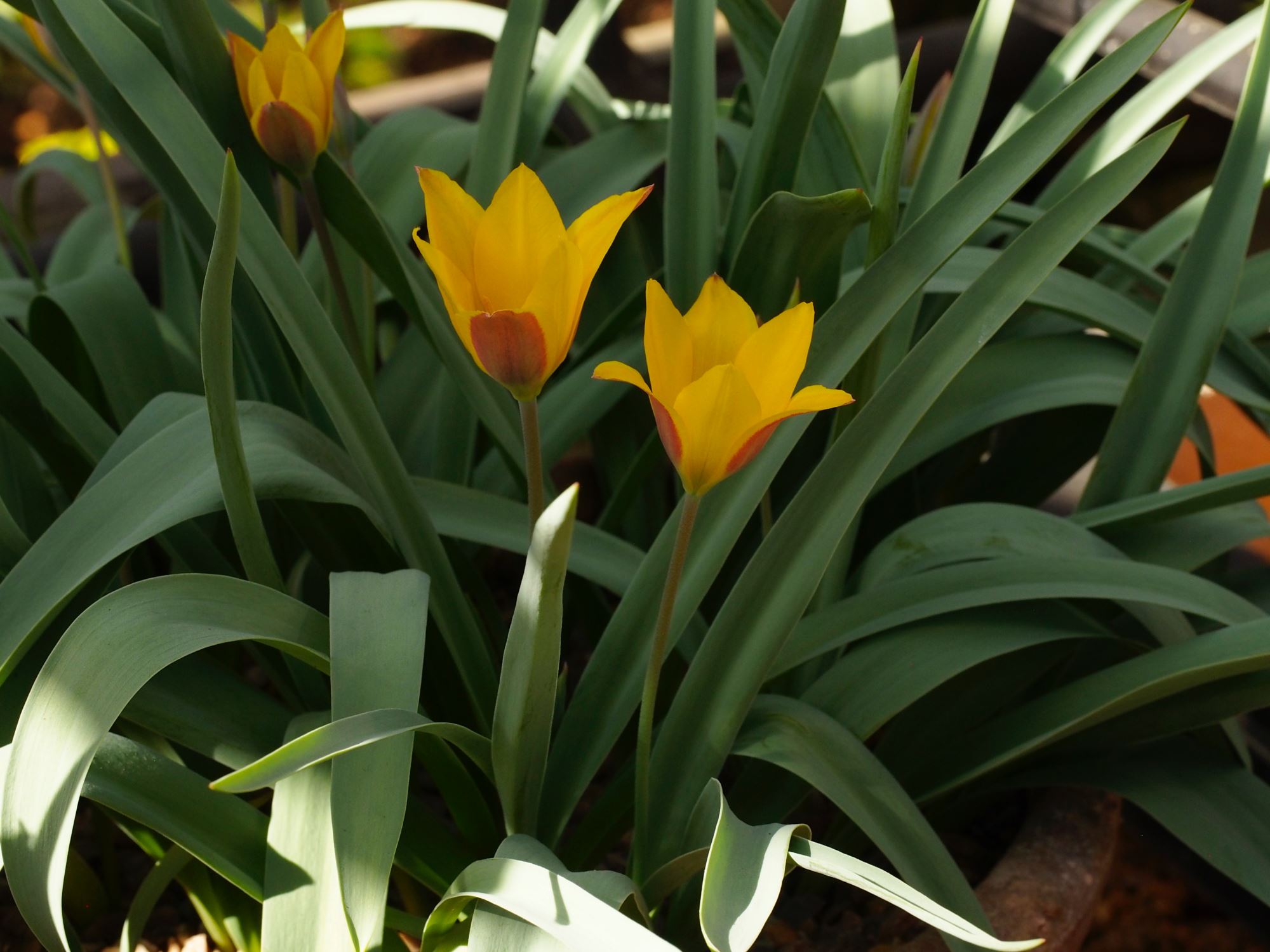 Image of Tulipa kolpakowskiana