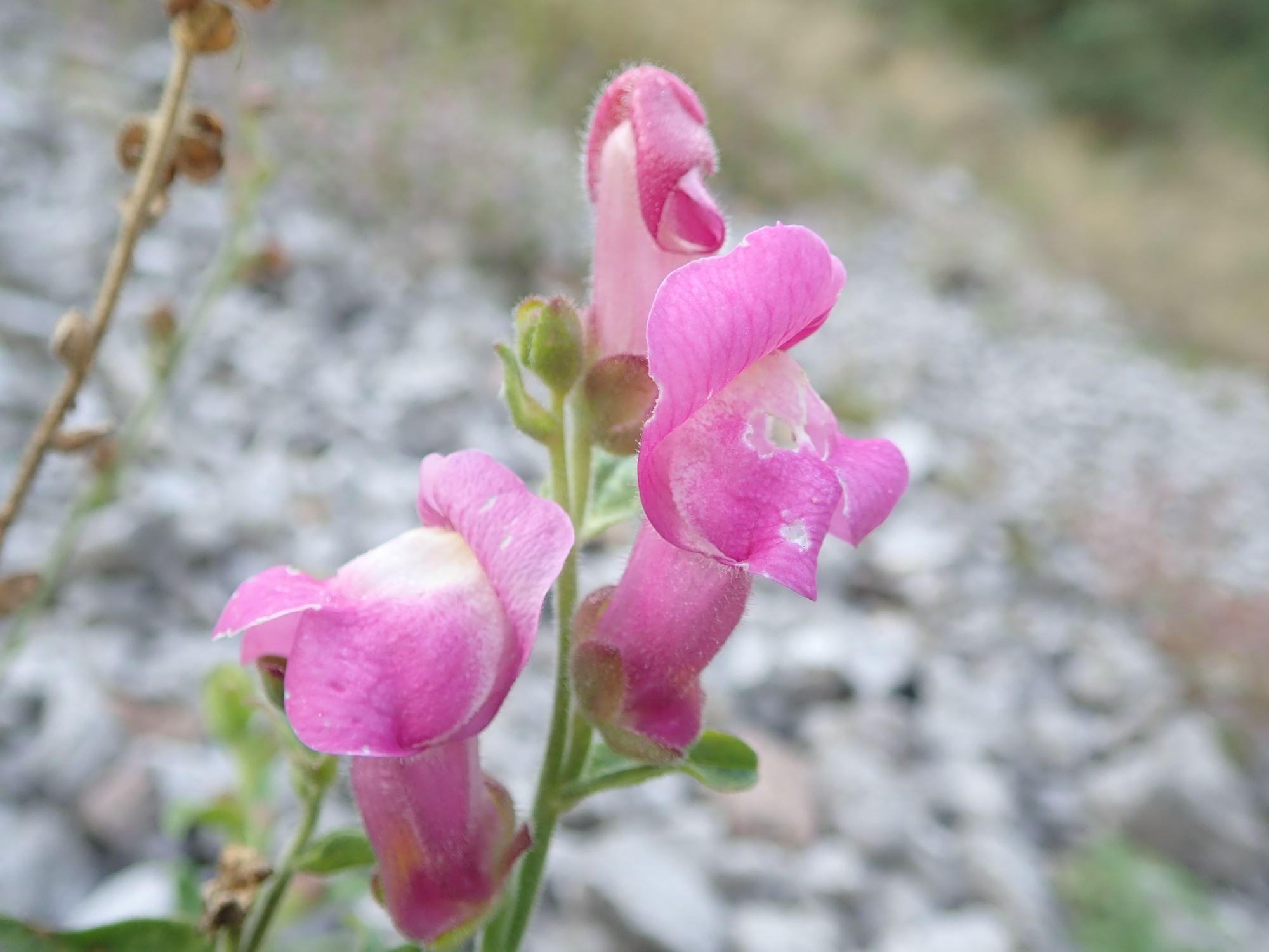 Image of Antirrhinum majus