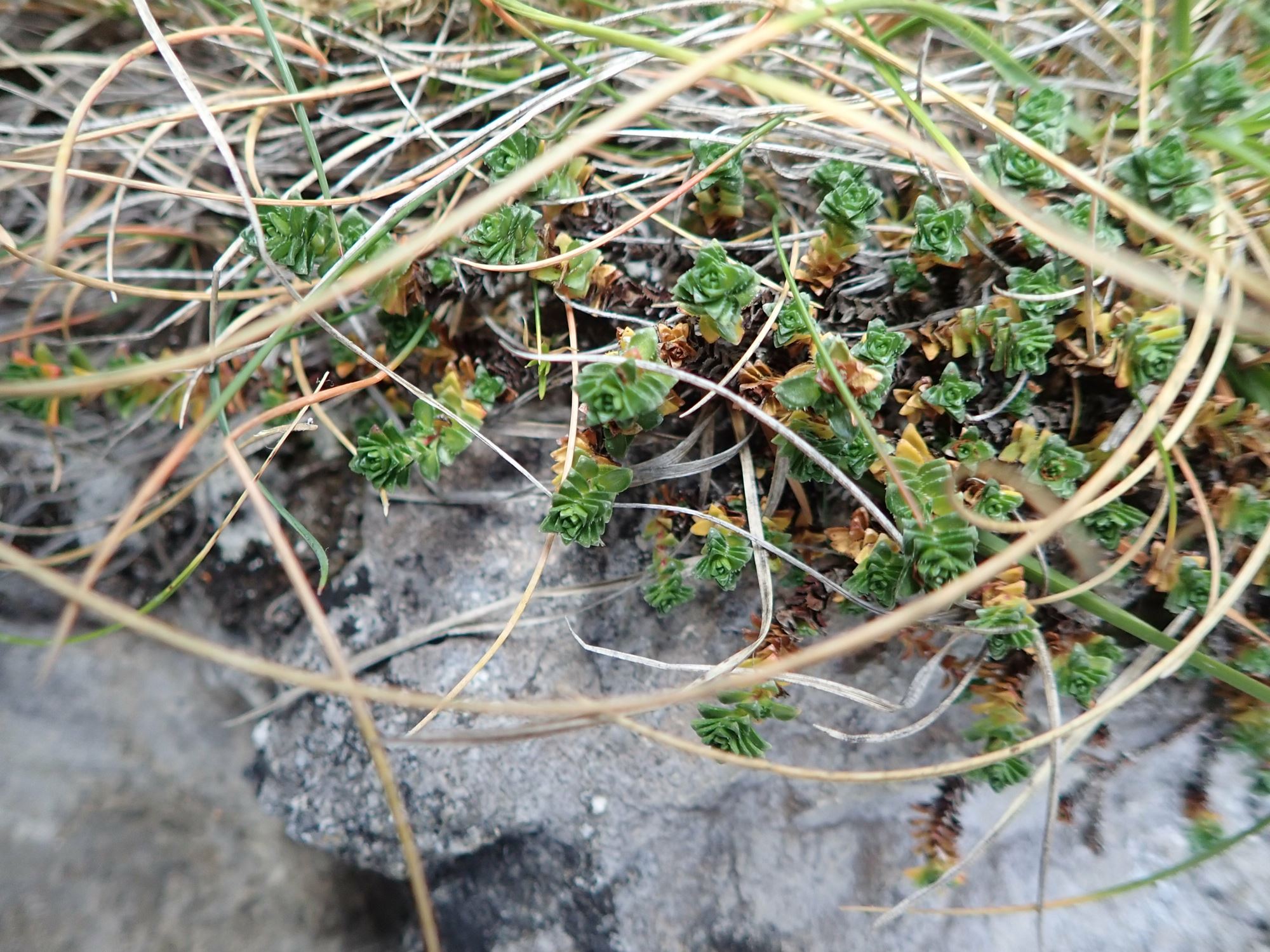 Image of Saxifraga oppositifolia var. oppositifolia