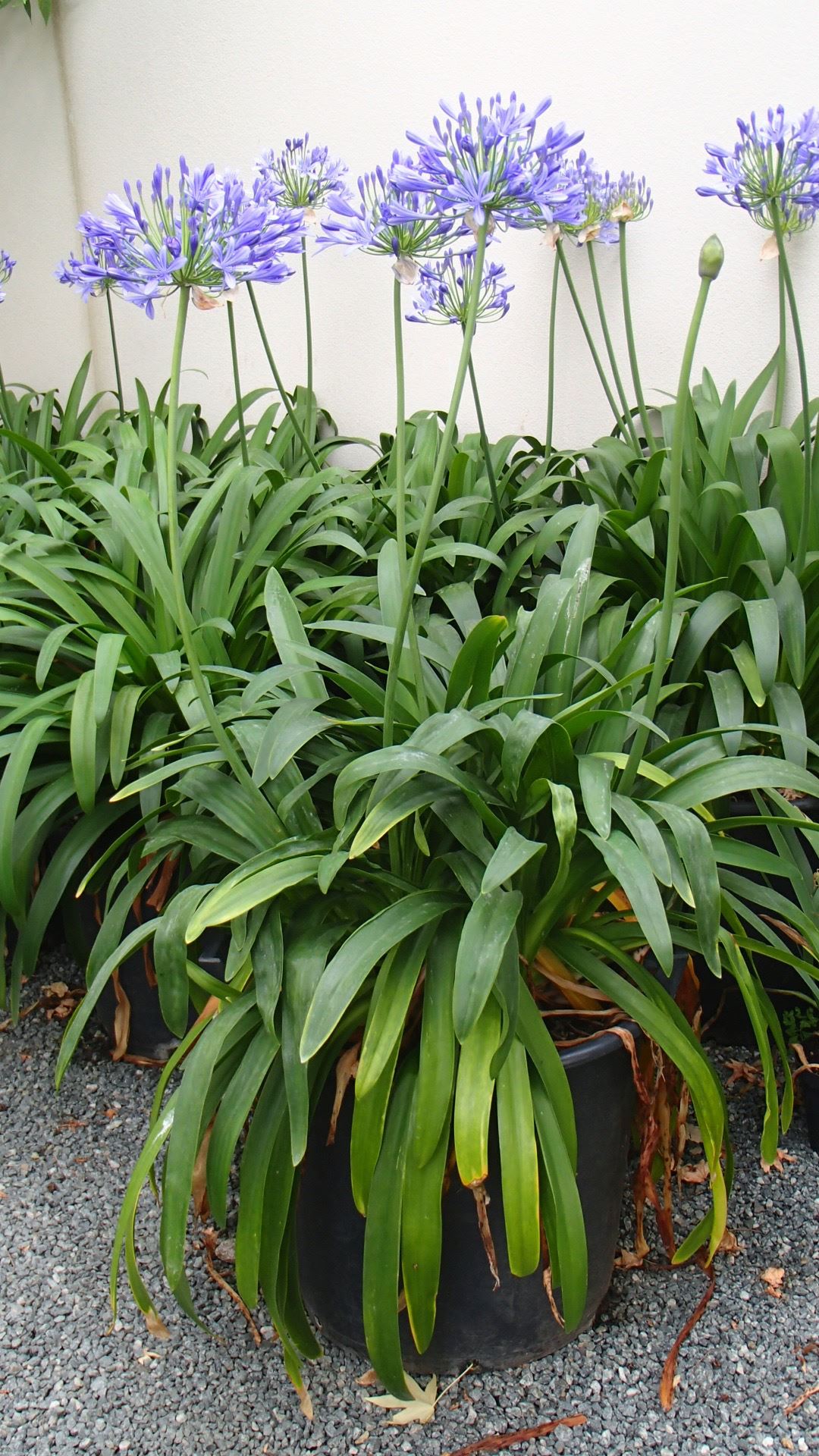 Image of Agapanthus praecox subsp. praecox