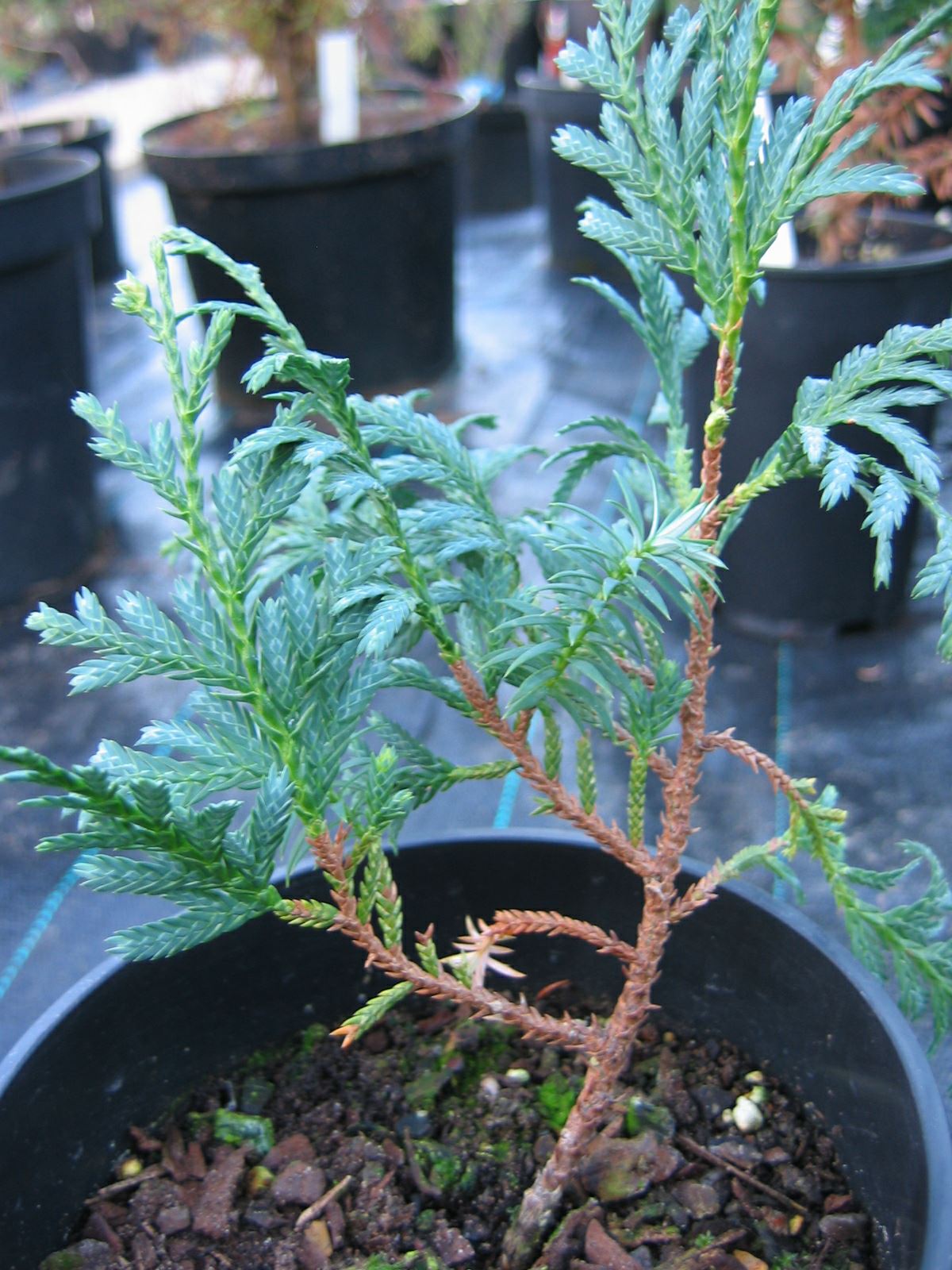 Image of Xanthocyparis vietnamensis